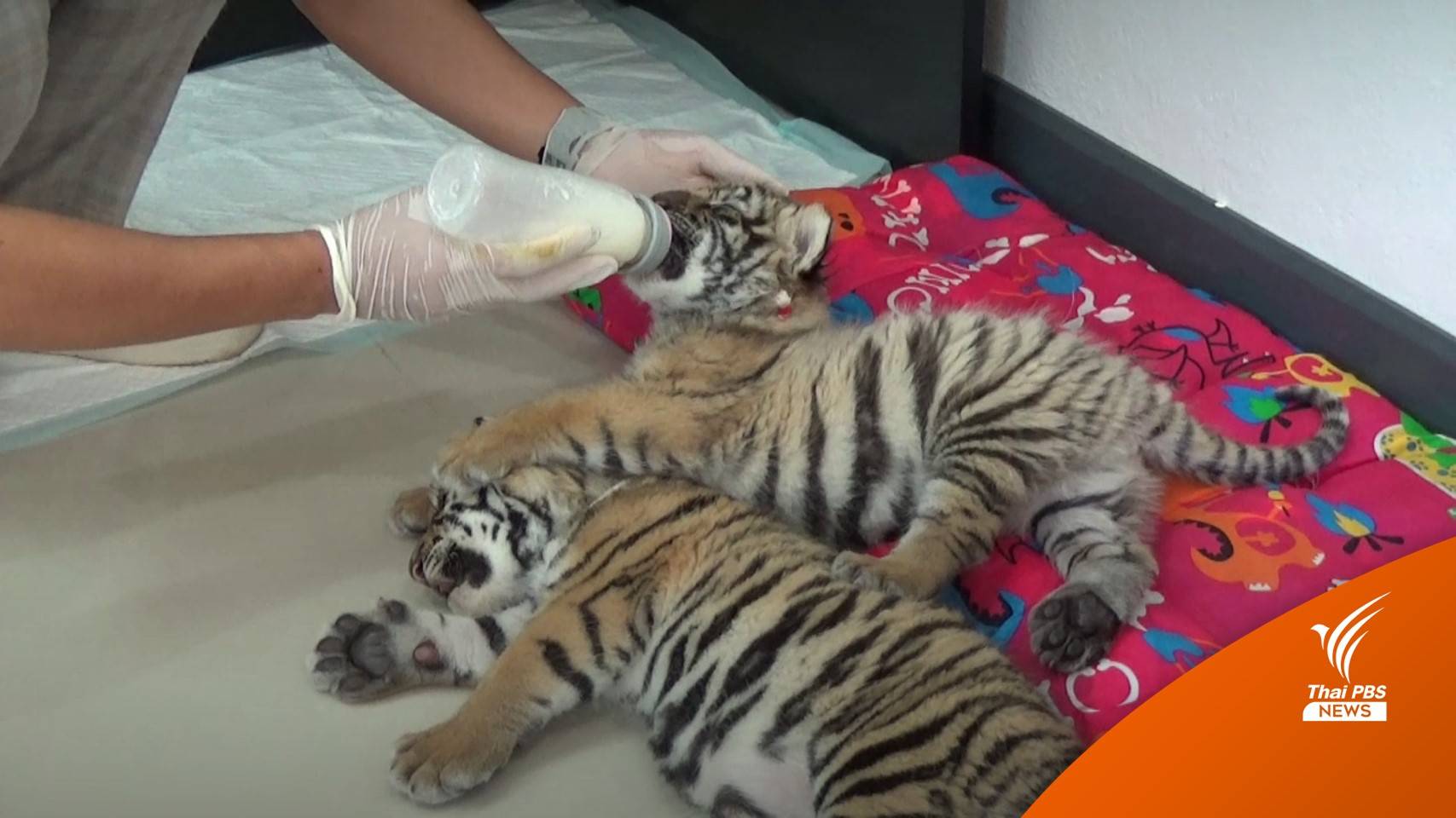 หมอดูแลใกล้ชิด "ลูกเสือโคร่ง 4 ตัว" เร่งขุนนมเจ้ามุกดา น้ำหนักน้อยกว่าเกณฑ์