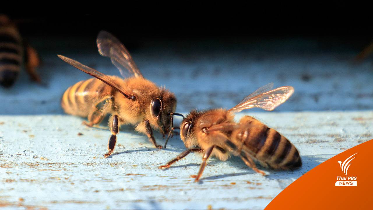 นักวิจัยเยอรมัน ใช้ AI ถอดรหัสภาษาสัตว์