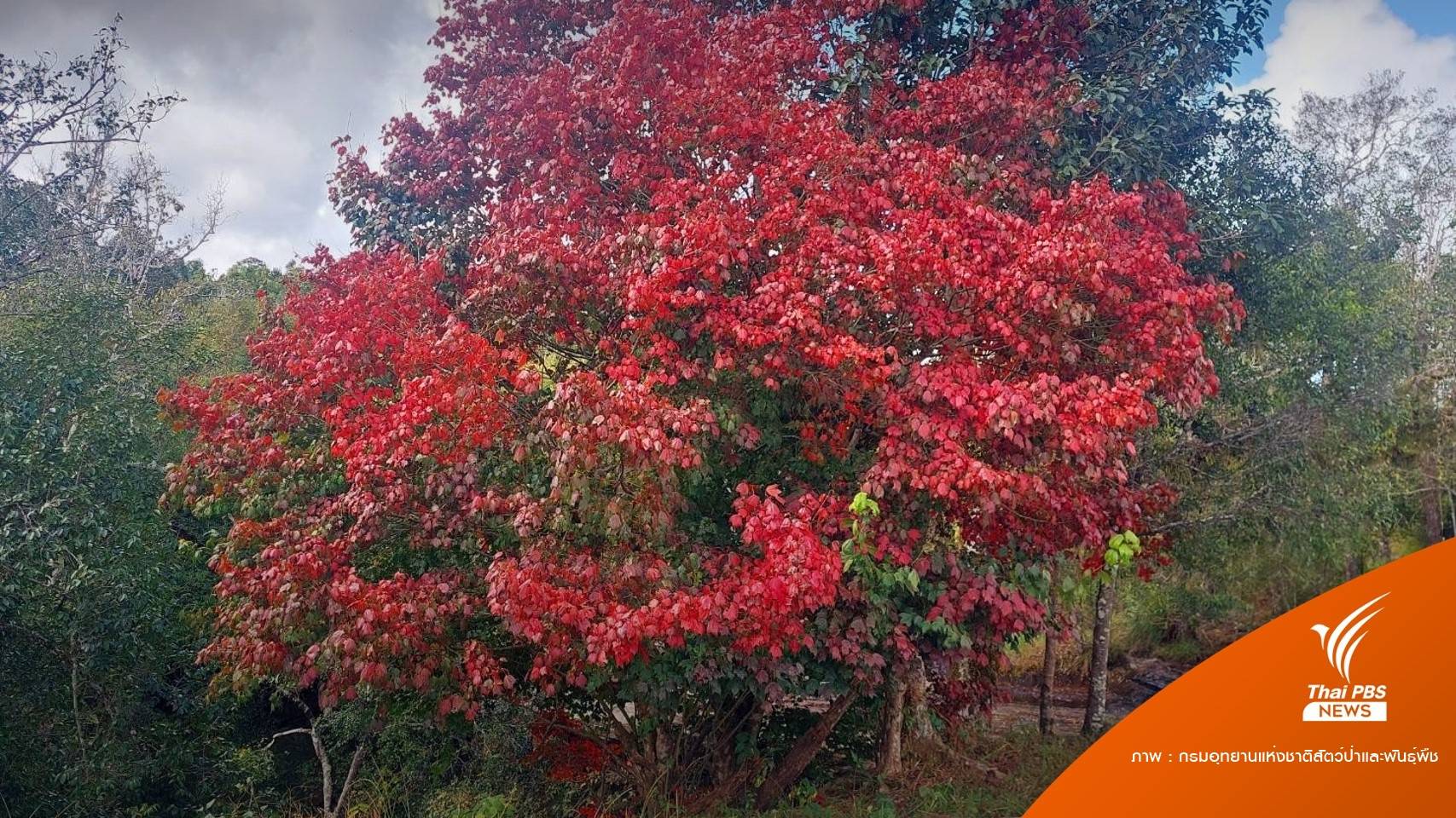 สุดประทับใจ! ใบเมเปิลแดงสะพรั่งบนภูกระดึง