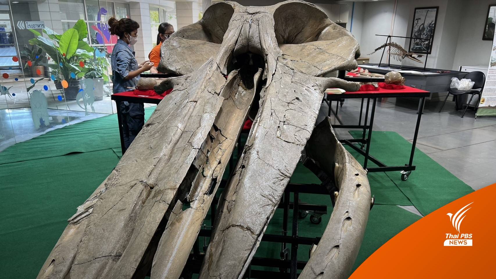 รู้จัก “วาฬอำแพง” อายุ 3,380 ปี ฟอสซิลวาฬตัวแรก