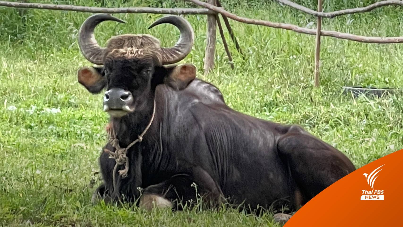 บั้นปลายชีวิตที่ผากระดาษ "ยายมะลิ" กระทิงชรา-ตาบอด