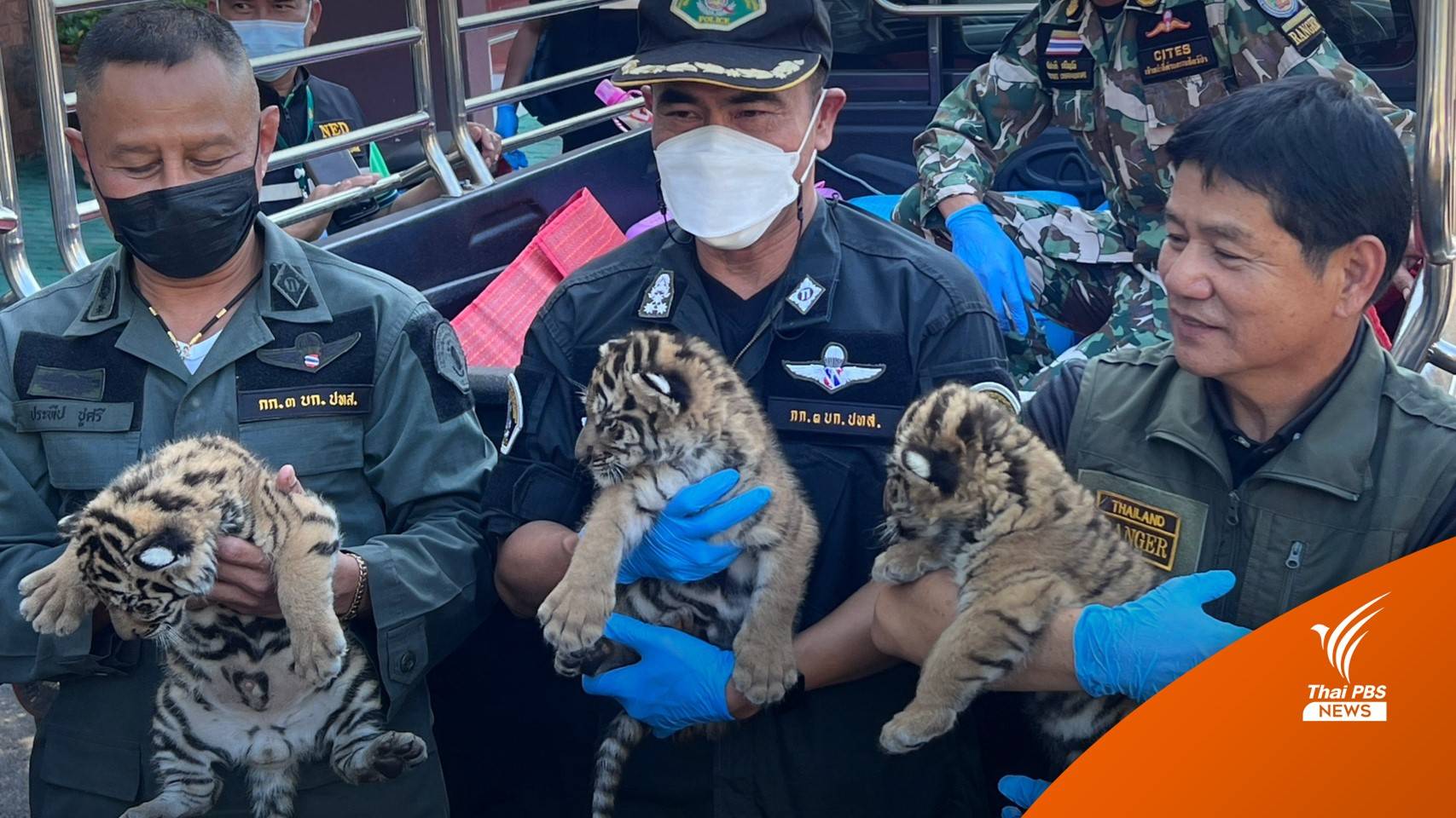 รวบแก๊งค้าสัตว์ป่าข้ามชาติ ยึด "ลูกเสือโคร่ง" 4 ตัว