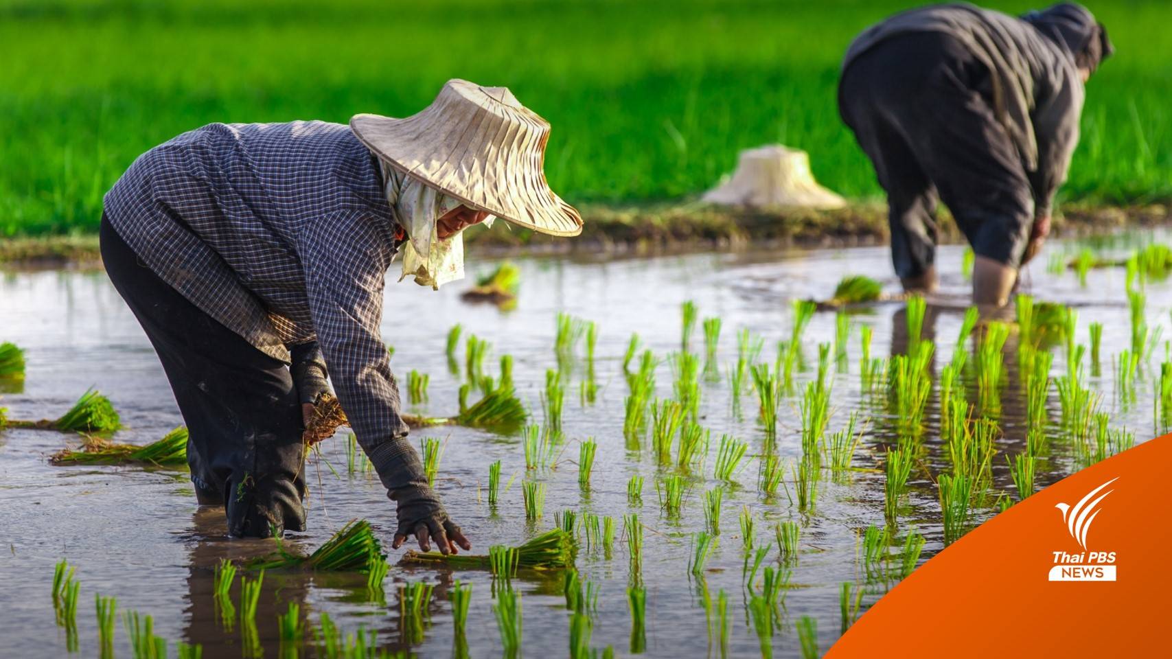 ครม.ไฟเขียว 81,266 ล้านบาทประกันรายได้ข้าว