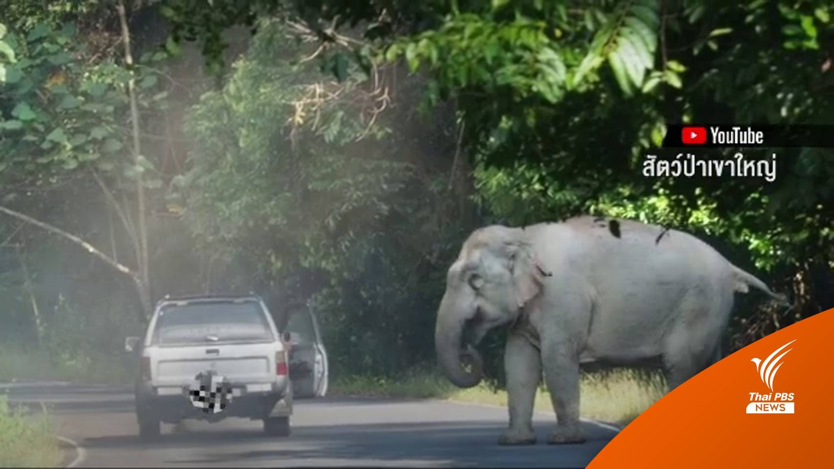 รถกระบะขับรถ-เร่งเครื่องยั่วยุ ช้างป่าเขาใหญ่   