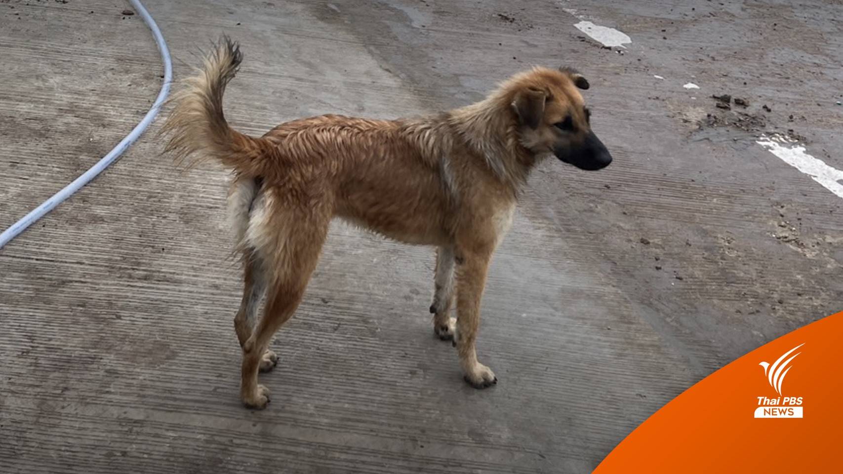 "สัตวแพทย์" ชี้โรคตับอักเสบหมา ICH ไม่ติดสู่คน