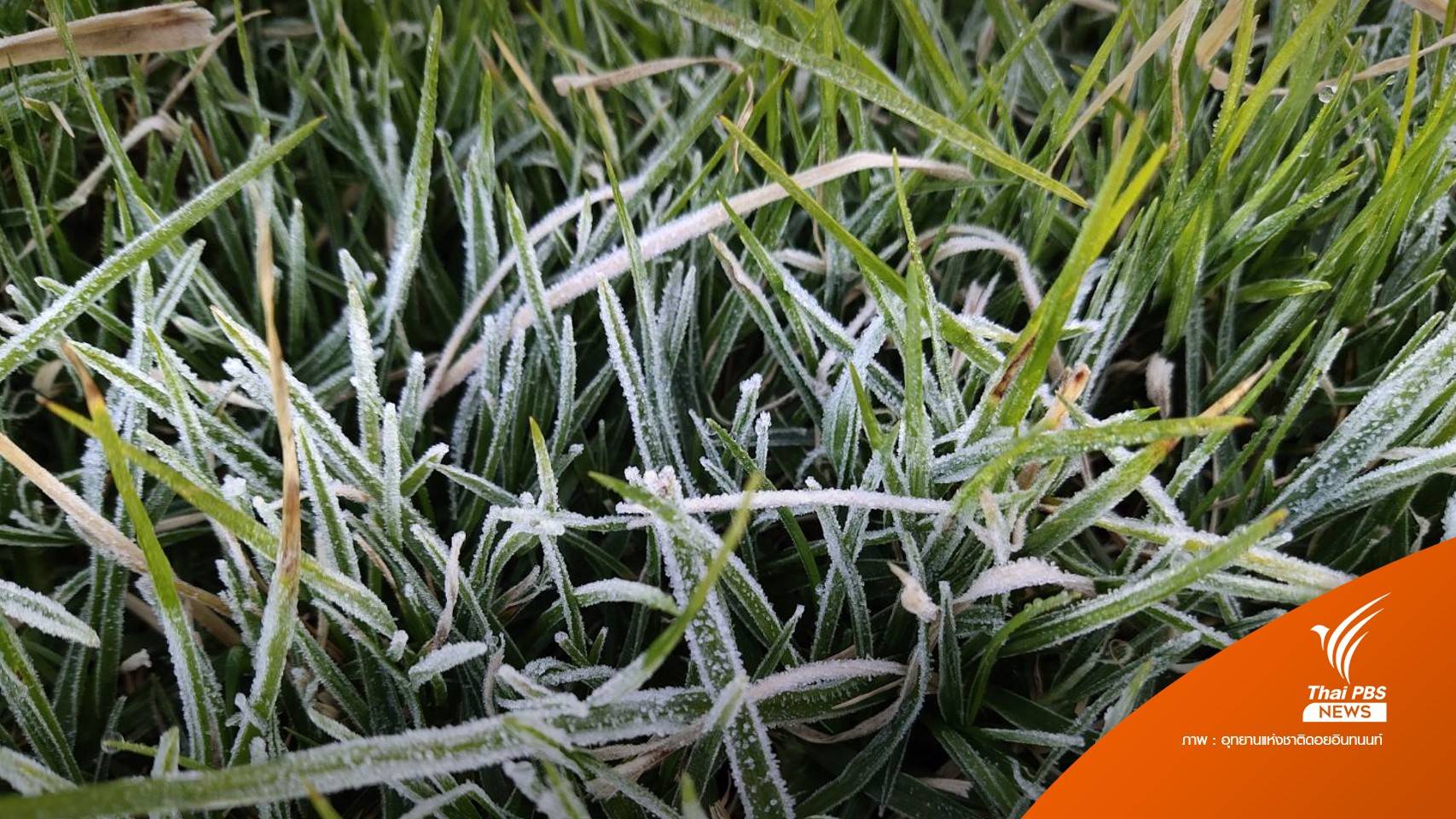 "เหมยขาบ" อวดโฉมนักท่องเที่ยว "ดอยอินทนนท์" เย็นยะเยือก 4 องศา