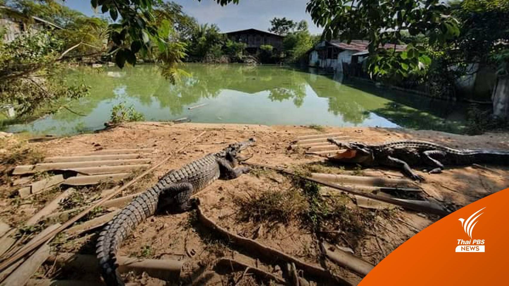 ค้น "บ่อจระเข้เถื่อน" ปราจีนบุรี ยึดของกลาง 160 ตัว