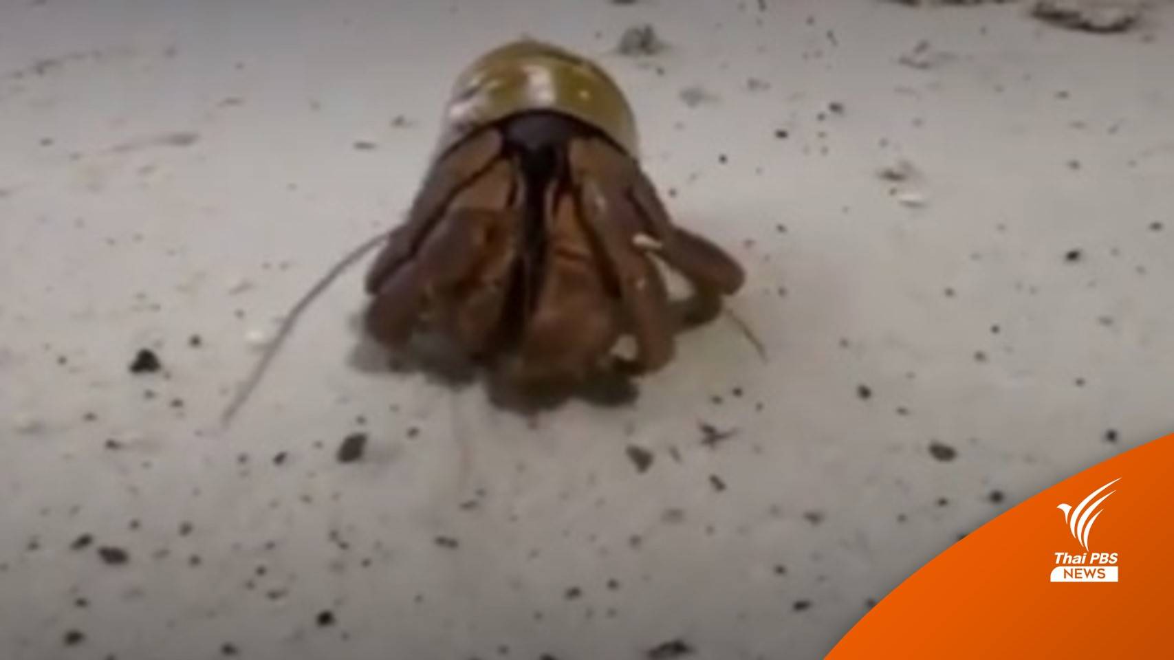 ตะลึง "ปูเสฉวน" ใช้ฝาเหล้าแทนบ้านหลังใหม่