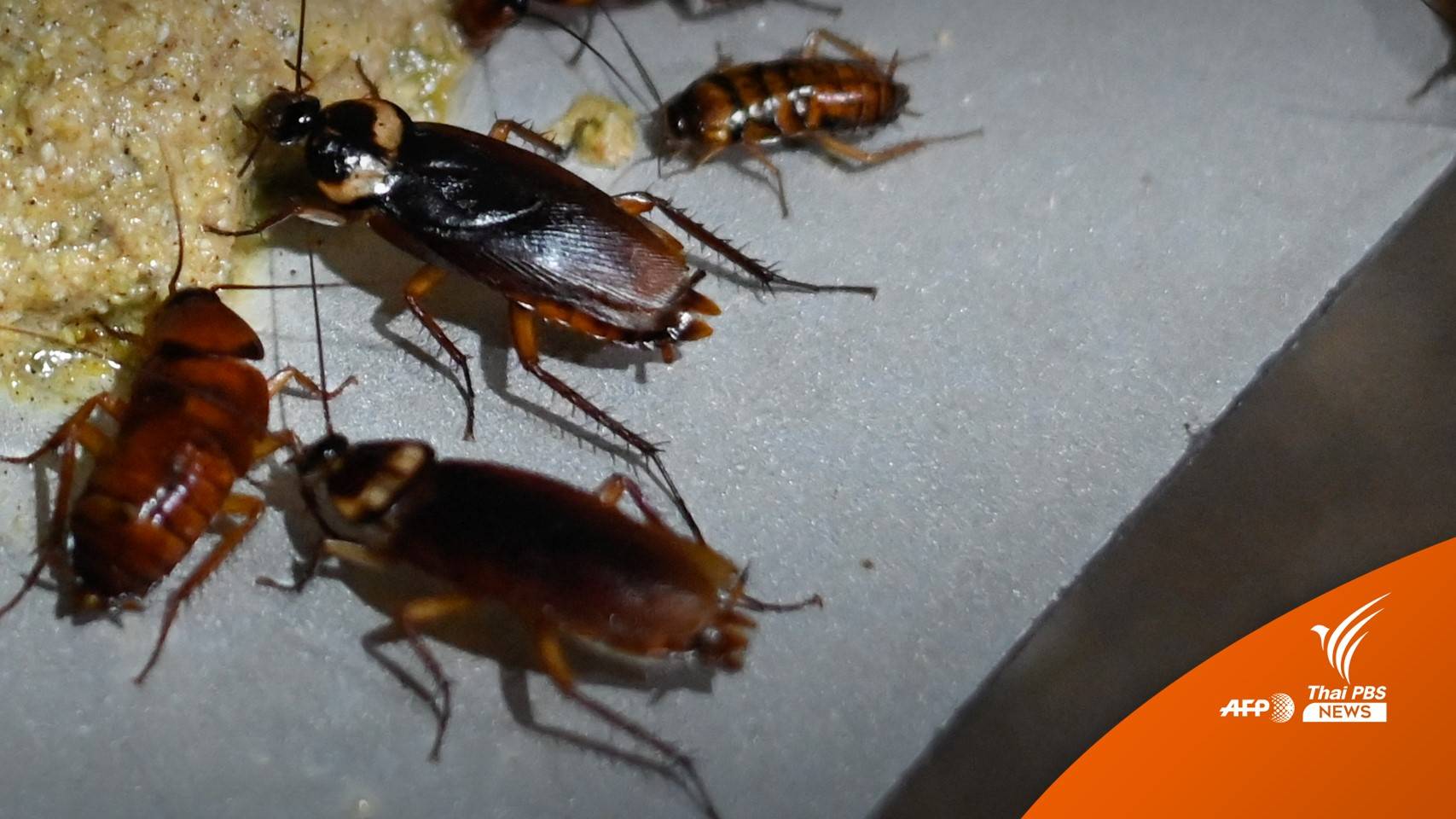 "หมอแล็บ" เตือน อย่ากินแมลงสาบ เชื้อโรคเพียบ