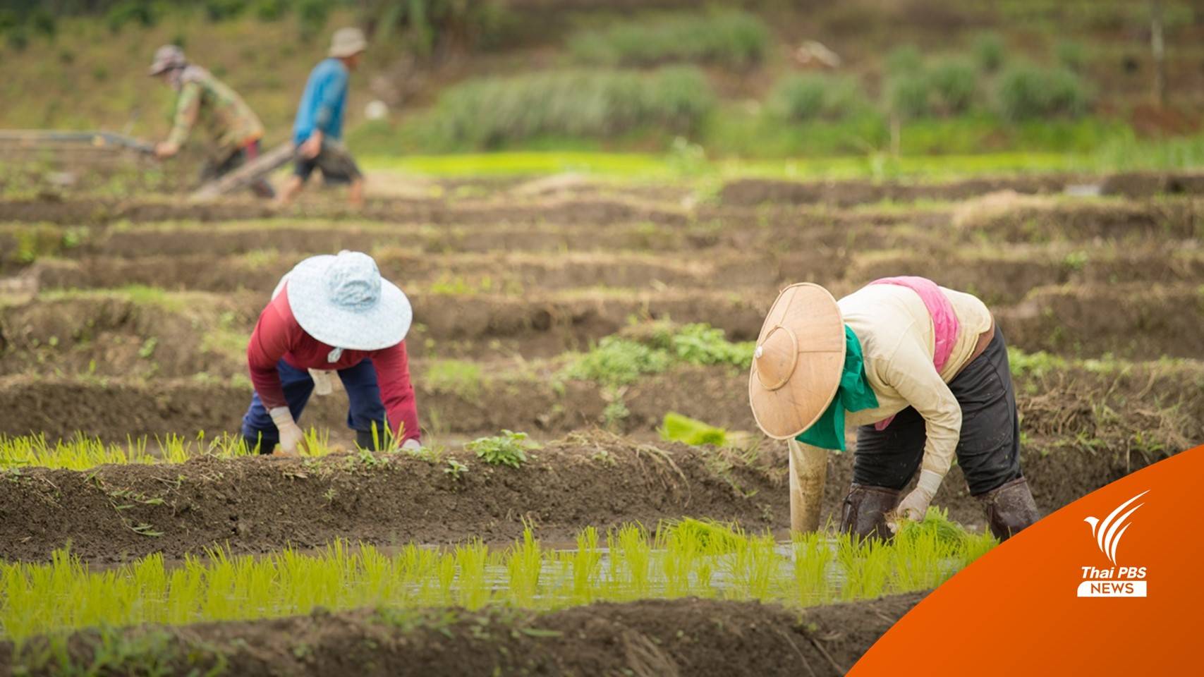 24 พ.ย.เริ่มโอนเงิน "ประกันรายได้ปลูกข้าว-อุดหนุนไร่ละ 1,000"