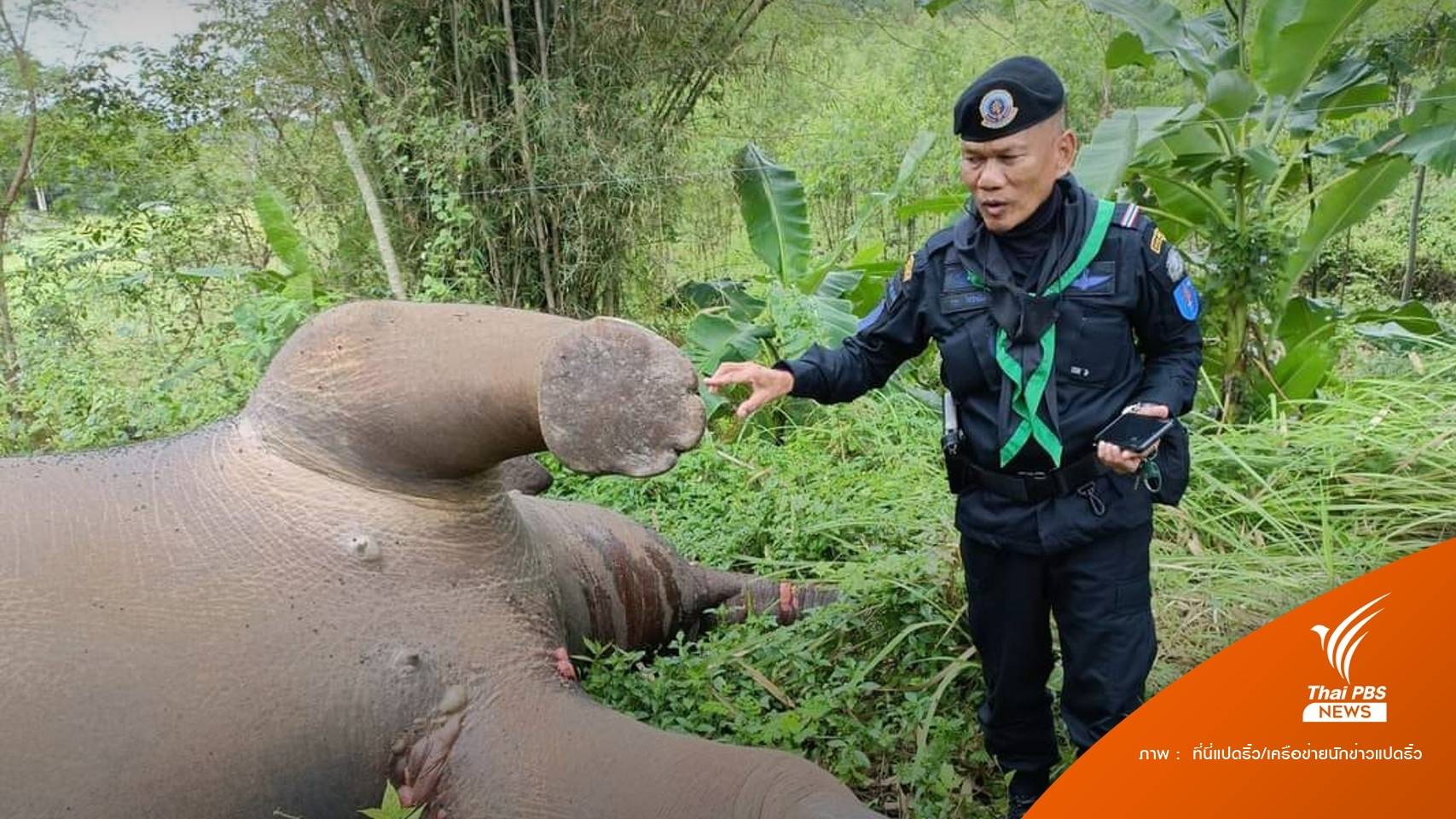 สลด "ช้างป่าอ่างฤๅไน" ถูกไฟดูดตายคาแนวสายไฟสวนขนุน