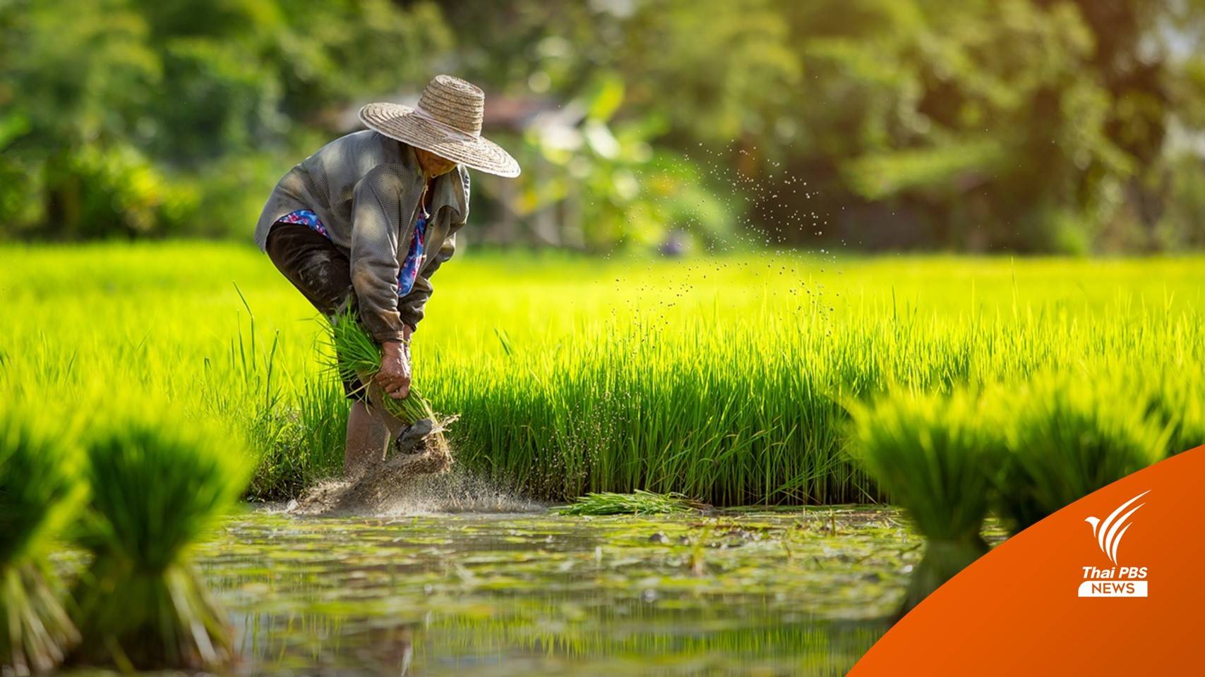 จ่ายเงินประกันรายได้ปลูกข้าว งวดแรก 24 พ.ย.นี้
