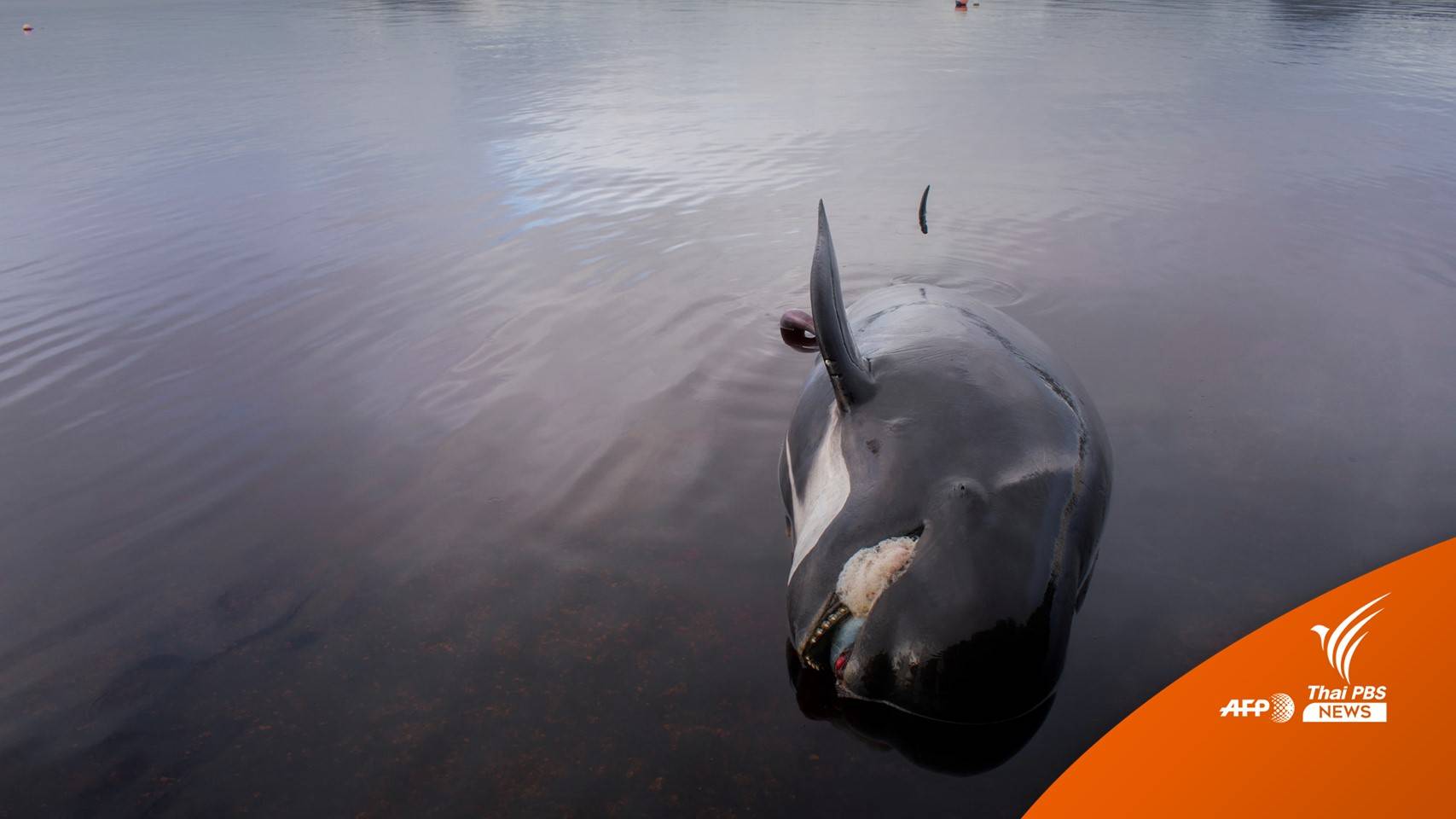 พิพิธภัณฑ์ไขปริศนา "วาฬเกยตื้น" ในออสเตรเลีย