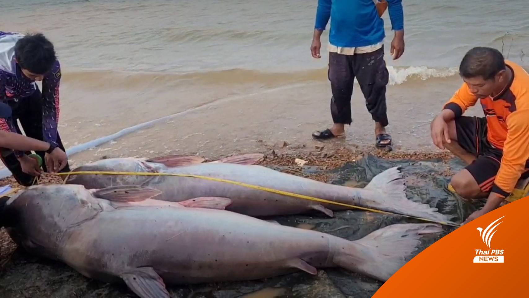 เริ่มแล้ว! "เทศกาลล่าปลาบึก" ประเดิมตัวใหญ่สุด 173 กก. ราคาพุ่ง