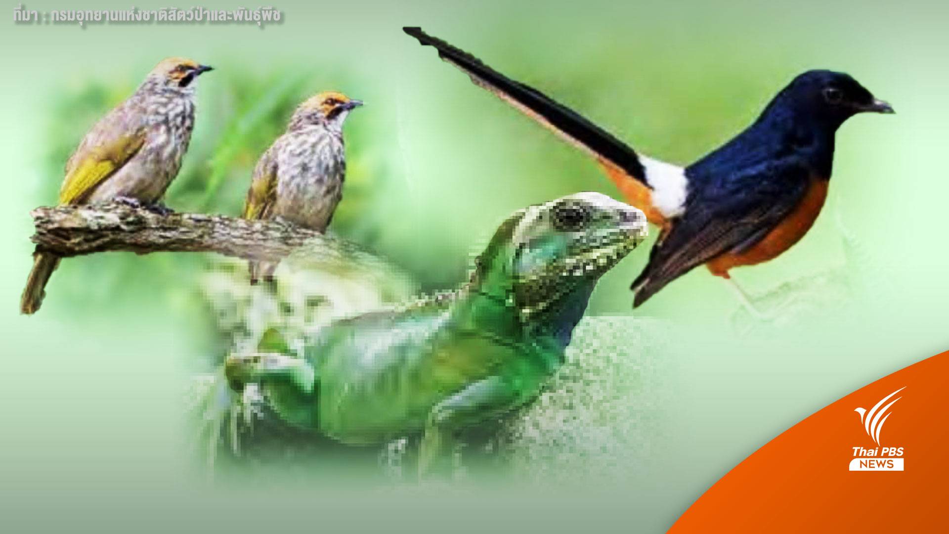 " กางเขนดง-นกปรอดแม่ทะ-ตะกอง" ขึ้นบัญชีไซเตส CoP19