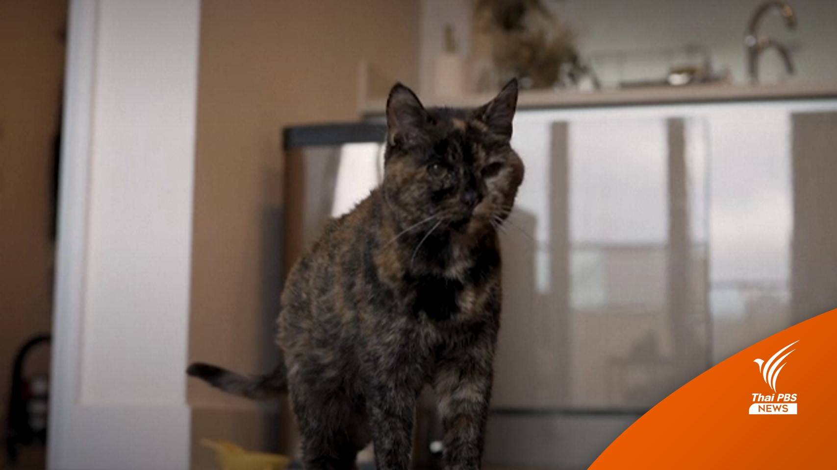 กินเนสส์บุ๊กบันทึกสถิติ "ฟลอสซี" แมวอายุมากที่สุดในโลก