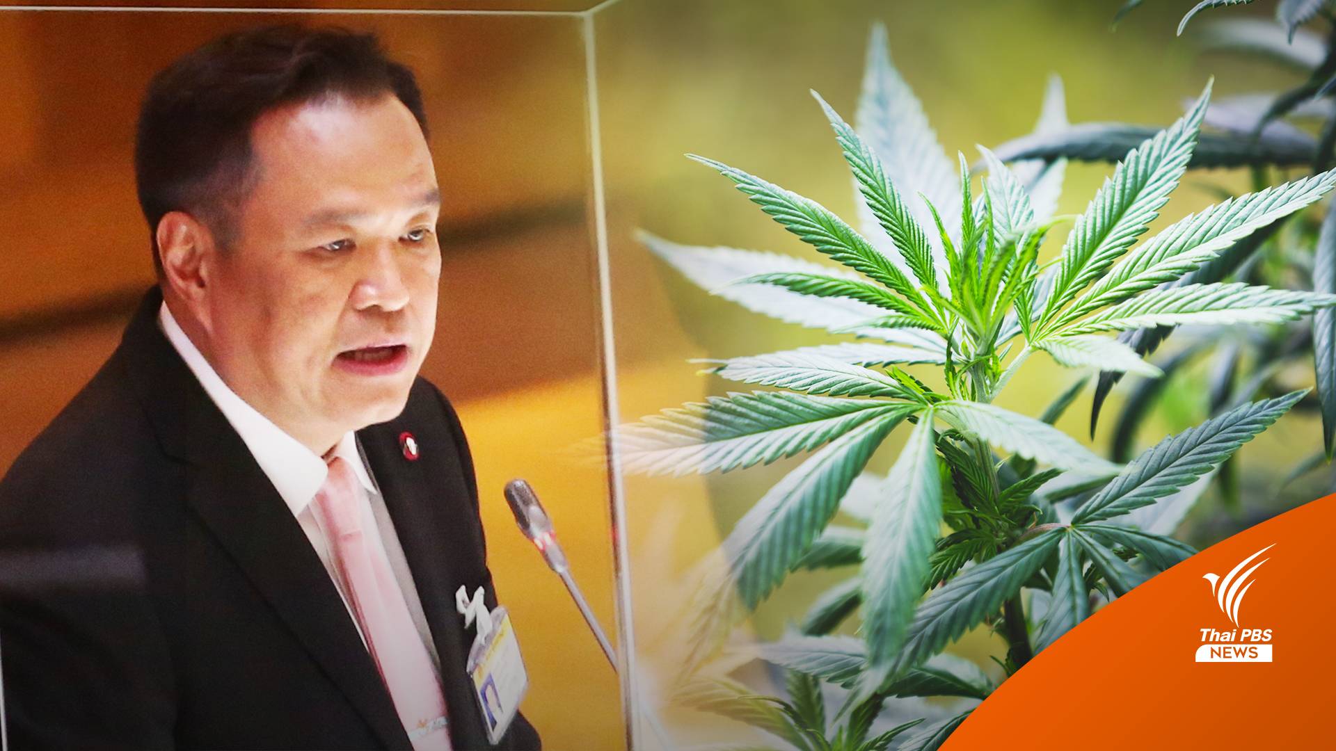 "อนุทิน" ตอบกระทู้ มีนโยบายกัญชาเสรีจริง แต่มีการควบคุม