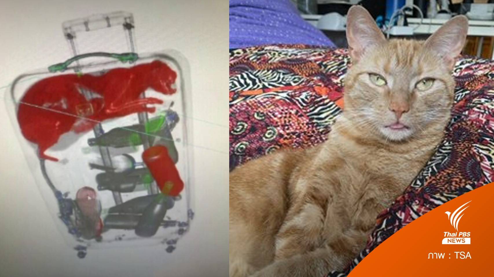 มาจากไหน? เจอ "แมวส้ม" ซ่อนในกระเป๋าเดินทางที่สนามบินสหรัฐฯ