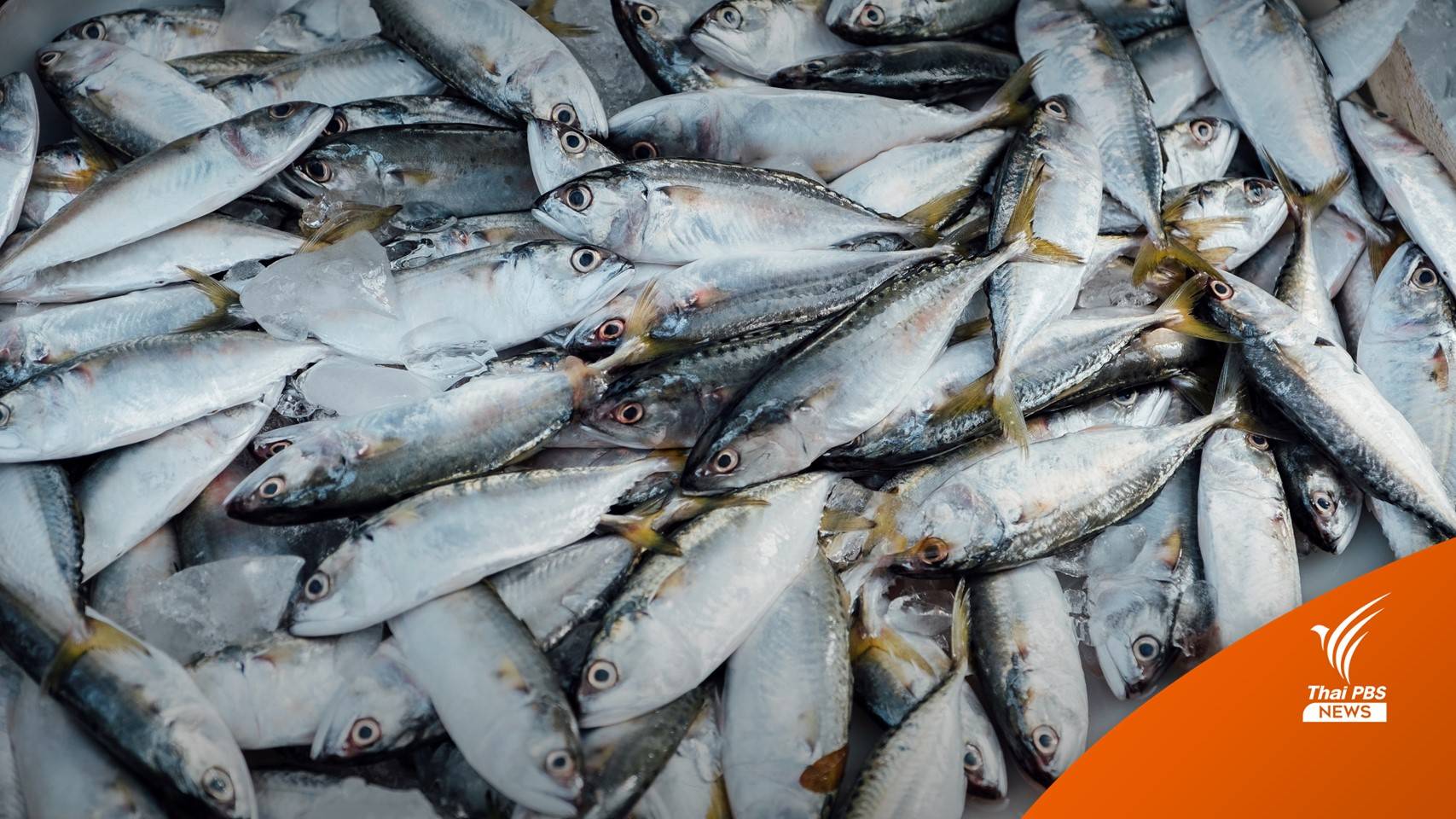 เมื่อ “ปลาทูไทย” ไม่พอ “ปลาทูต่างด้าว” และ “ปลาซาบะ” จึงบุกครัว