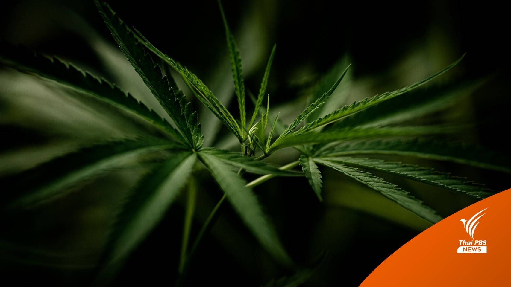 ส่องราคา "กัญชา" ช่อดอกเกรด A แพงสุด 45,000 บาท/กก.