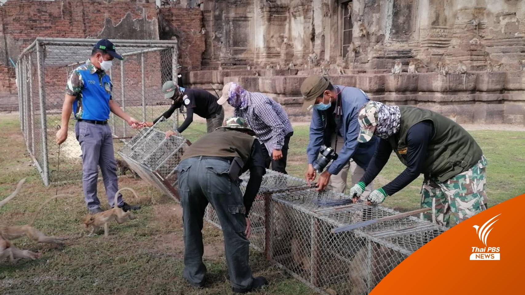 เที่ยวได้! ผลตรวจเลือด "ลิงลพบุรี" ปลอดโรคฝีดาษลิง-โควิด