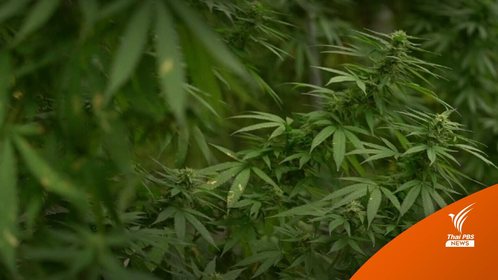 “ตรีนุช” ออกประกาศ ศธ.ห้ามใช้ "กัญชา-กัญชง" ในโรงเรียน