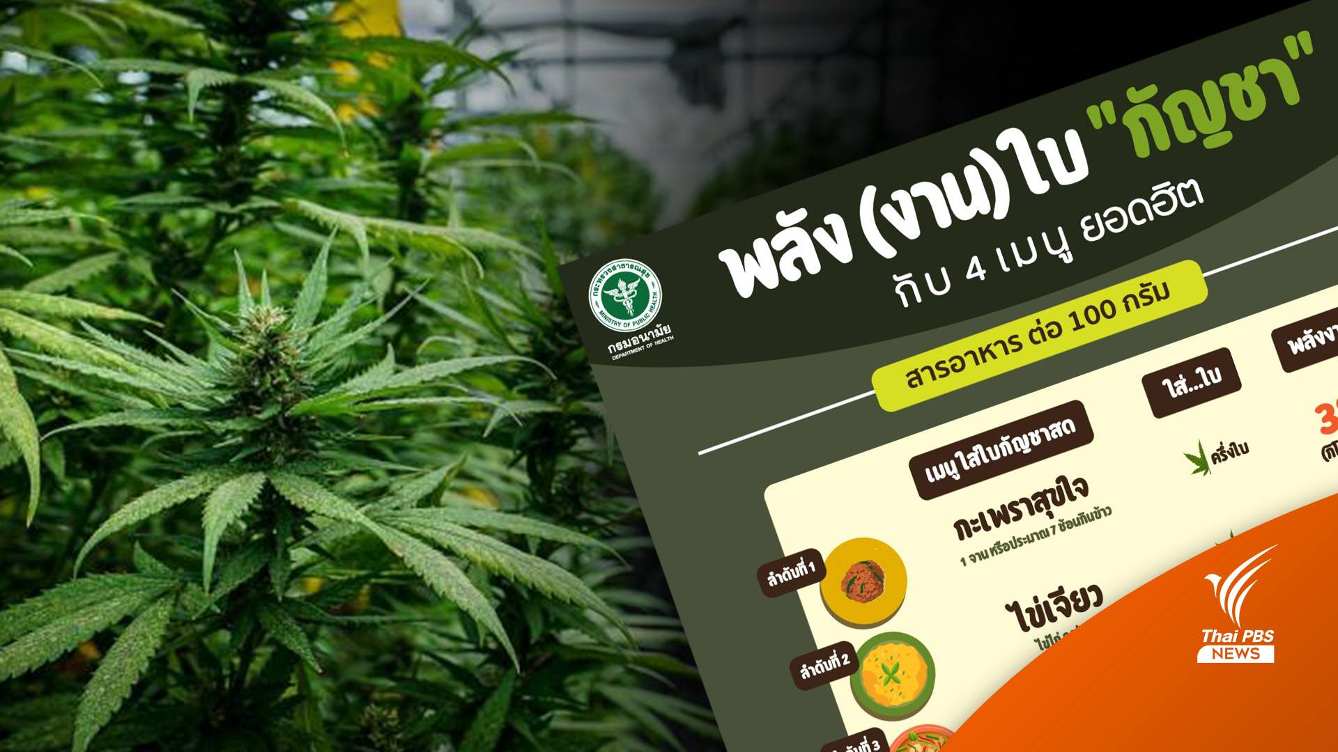 กังขา! กรมอนามัย สื่อสารพลัง (งาน) ใบกัญชา 4 เมนูอาหารยอดฮิต