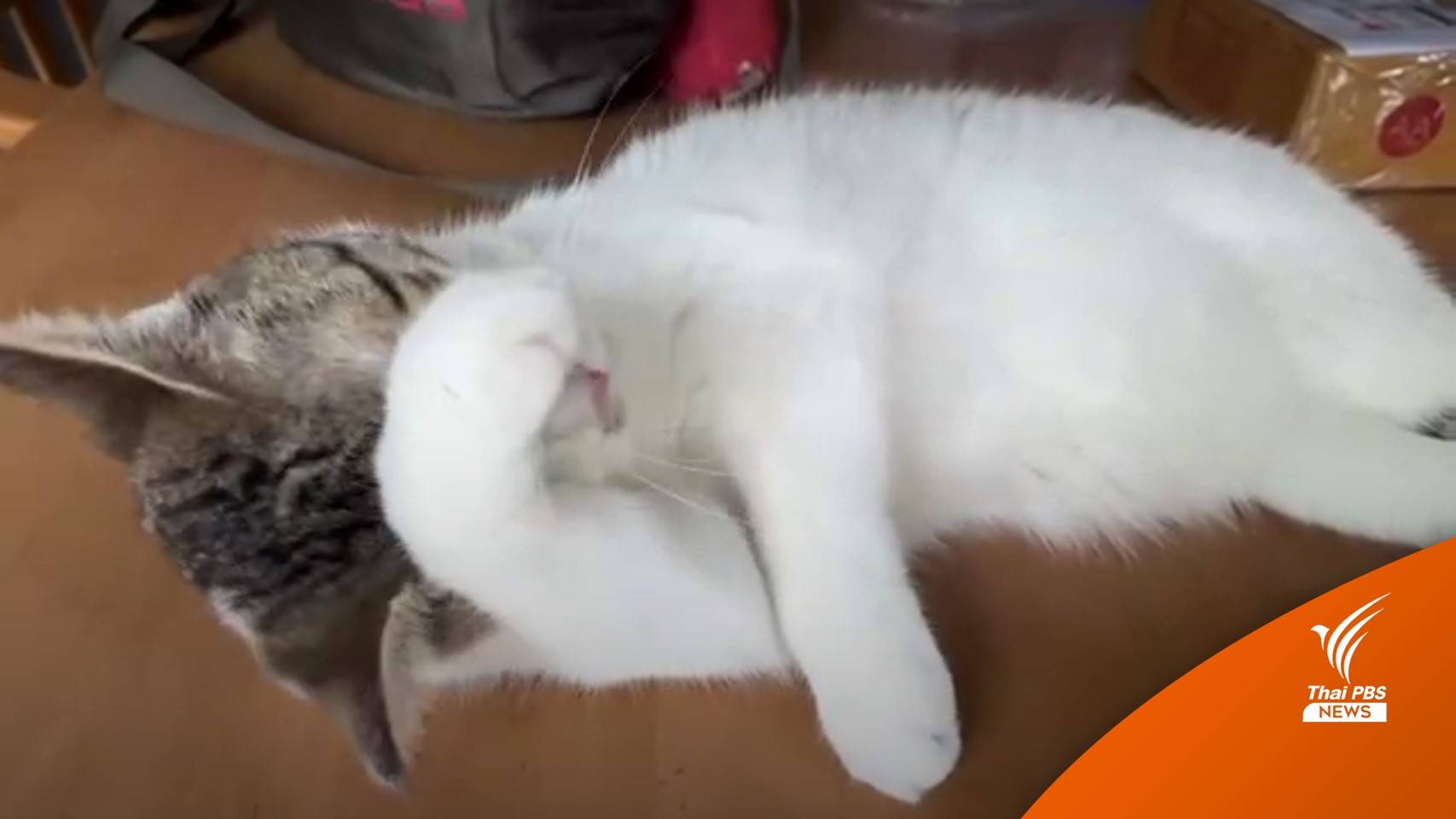 เคสแรกของโลก งานวิจัย ม.อ.พบโควิด "แมวสู่คน" หลังจามใส่หมอ