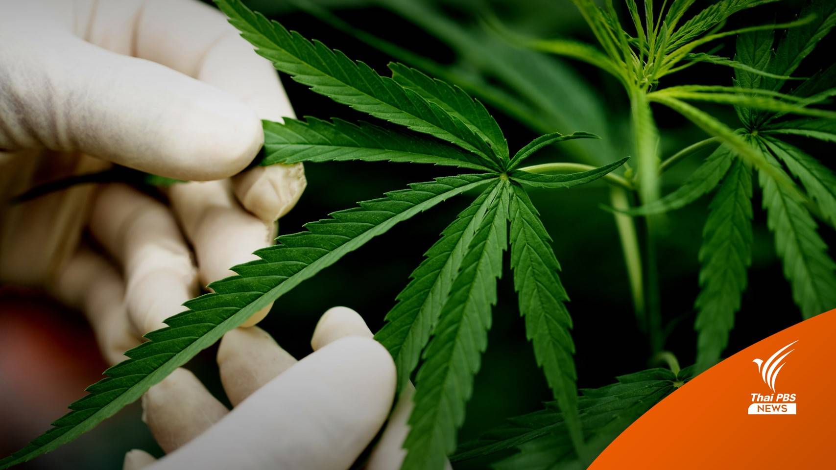 กมธ.เคาะ! ให้ปลูก "กัญชา" ได้ครัวเรือนละไม่เกิน 10 ต้น