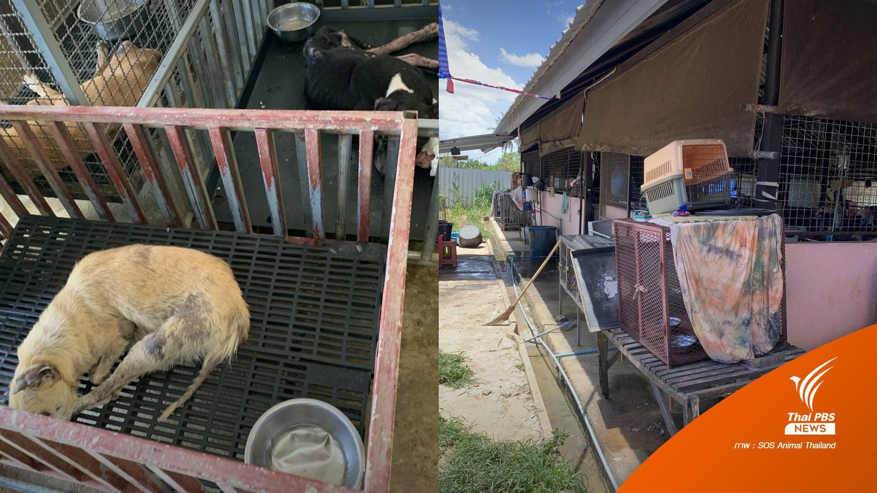 จนท.ตรวจศูนย์พักพิง "เพจหมามะเร็ง" ชี้ผิดข้อหาสวัสดิภาพสัตว์