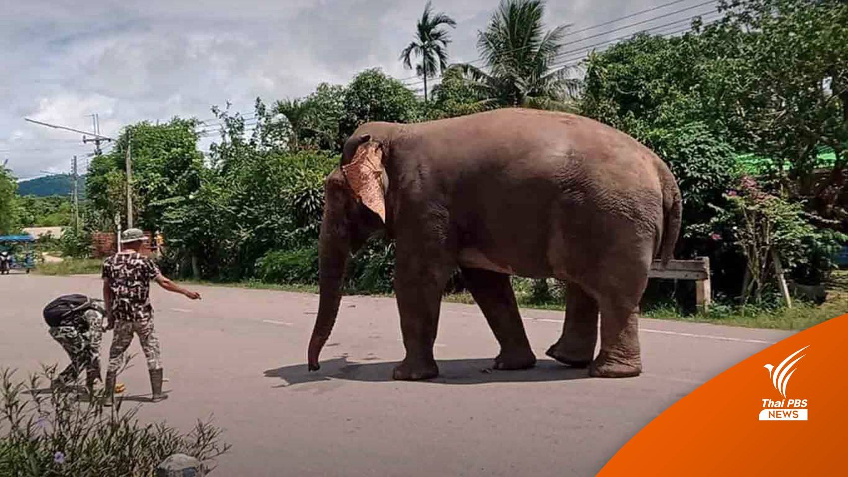 "สีดอแก้ว" ช้างอินดี้หนีคุกช้าง เที่ยวนอกป่าบุกกินพืชเกษตร