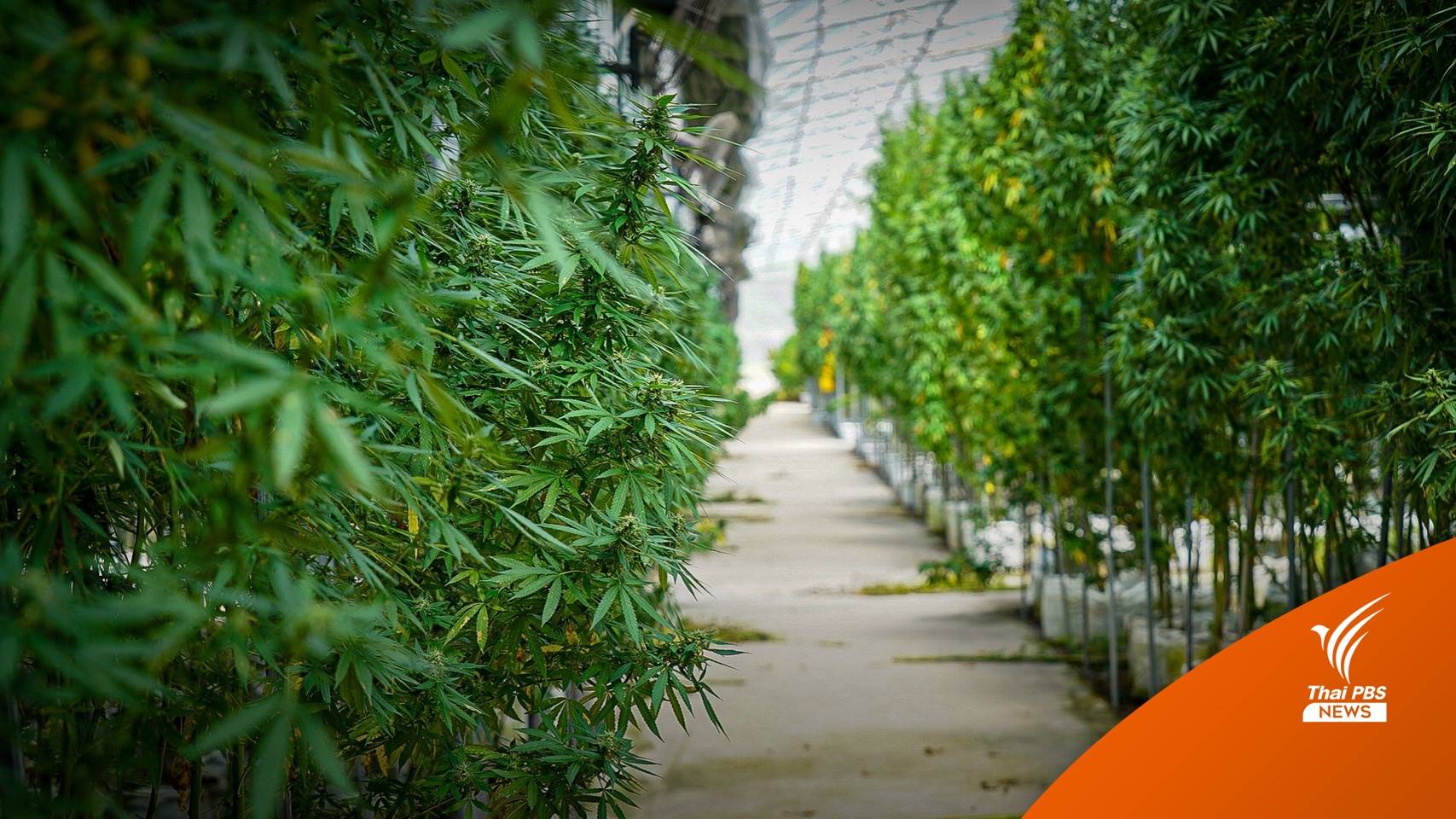 เช็ก! สาร THC ในกัญชามีพิษต่อสมองเด็ก อาการแบบไหน?