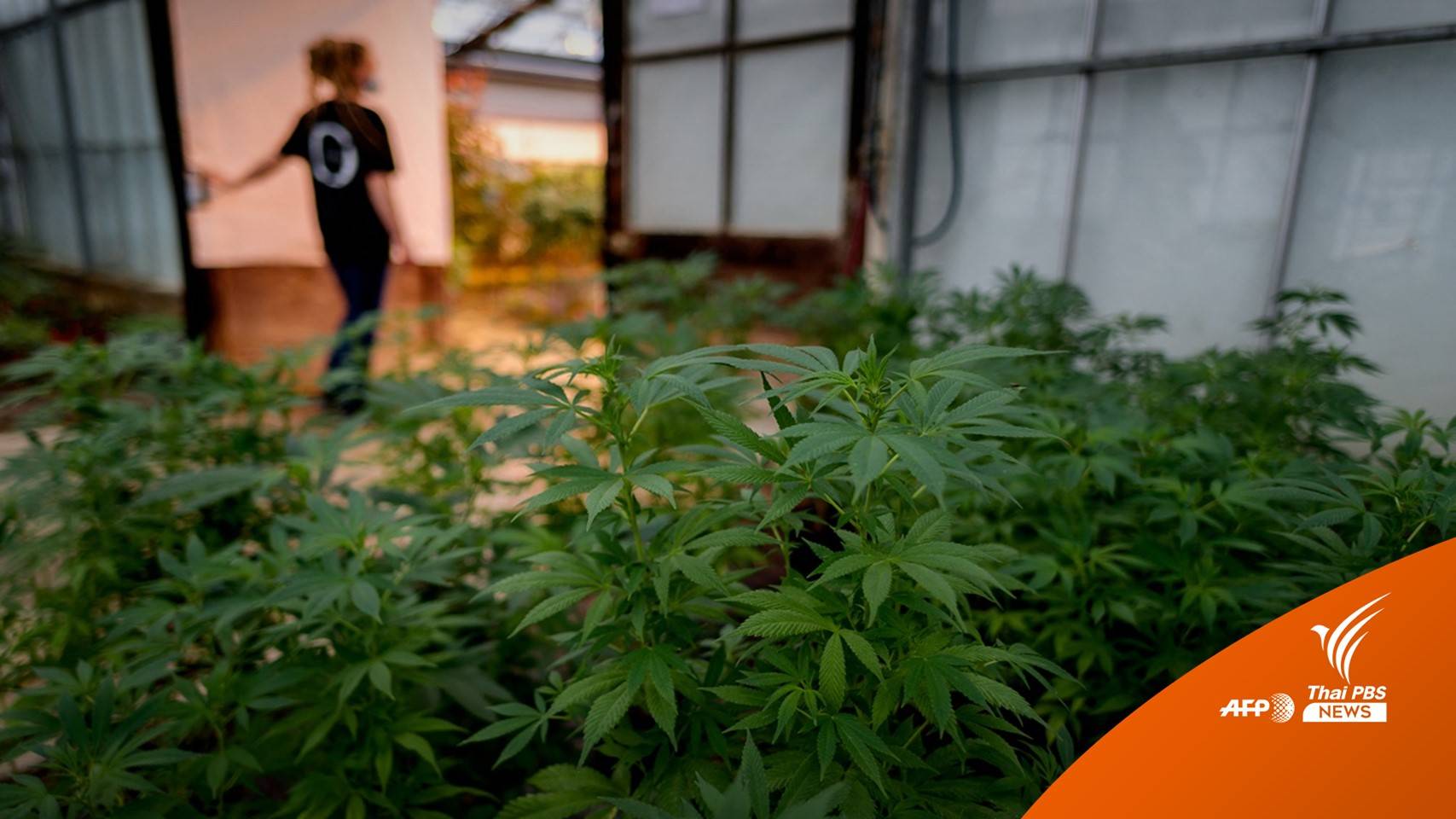 ส่องสถานภาพ "กัญชา" ทั่วโลก