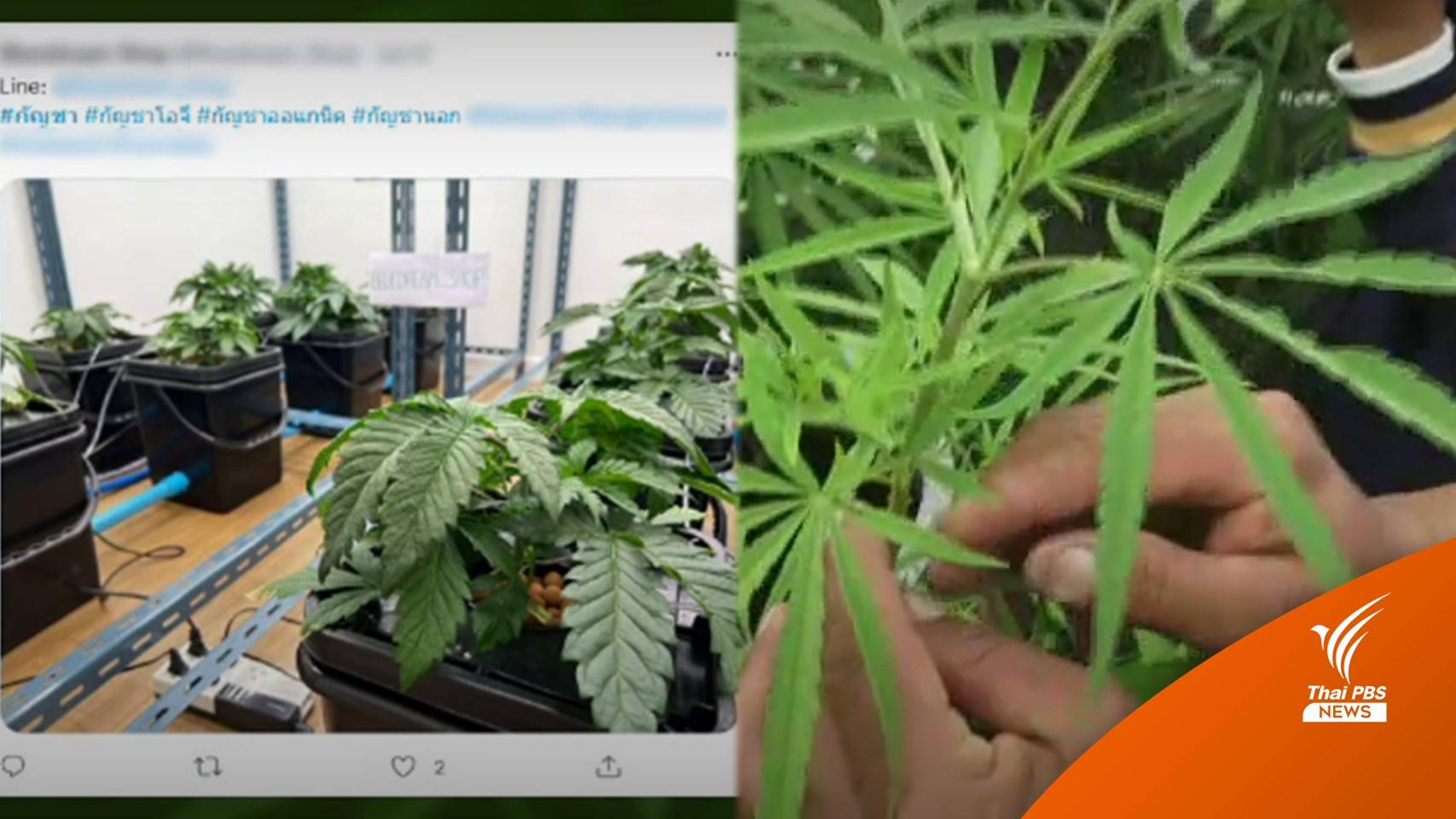 คึกคัก! "กัญชา" จากพืชซุกหลังบ้าน-โพสต์ขายรับปลดล็อกเสรี
