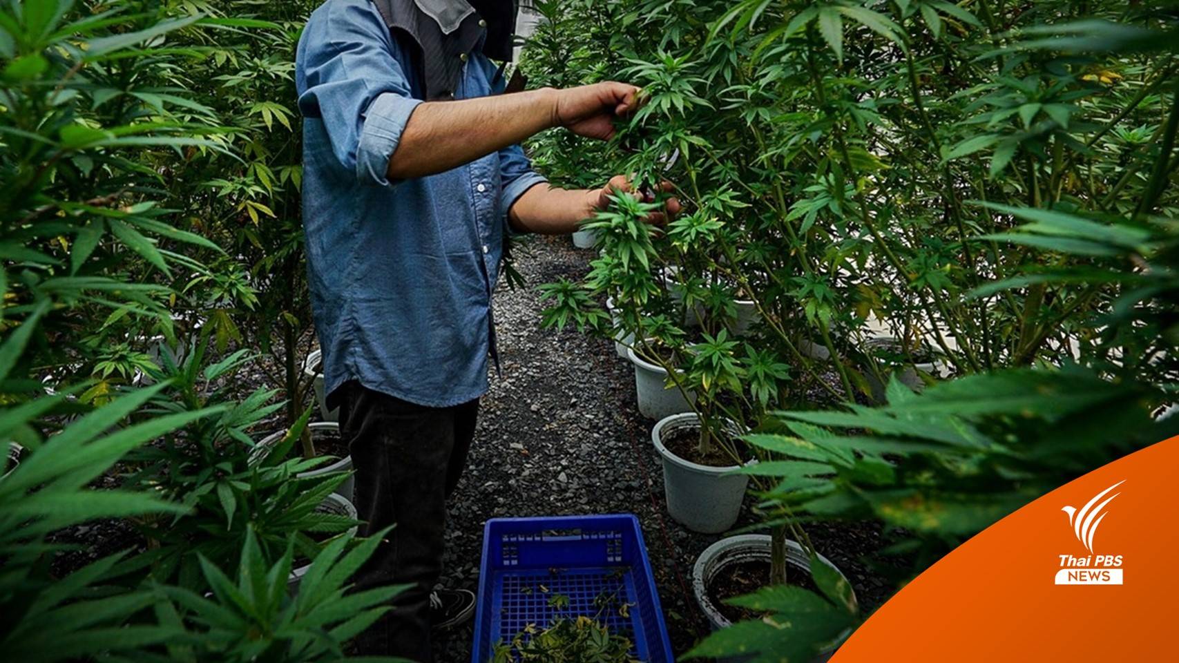 ธ.ก.ส.พร้อมขยายสินเชื่อรับปลดล็อกกัญชาตามเงื่อนไขกฎหมาย