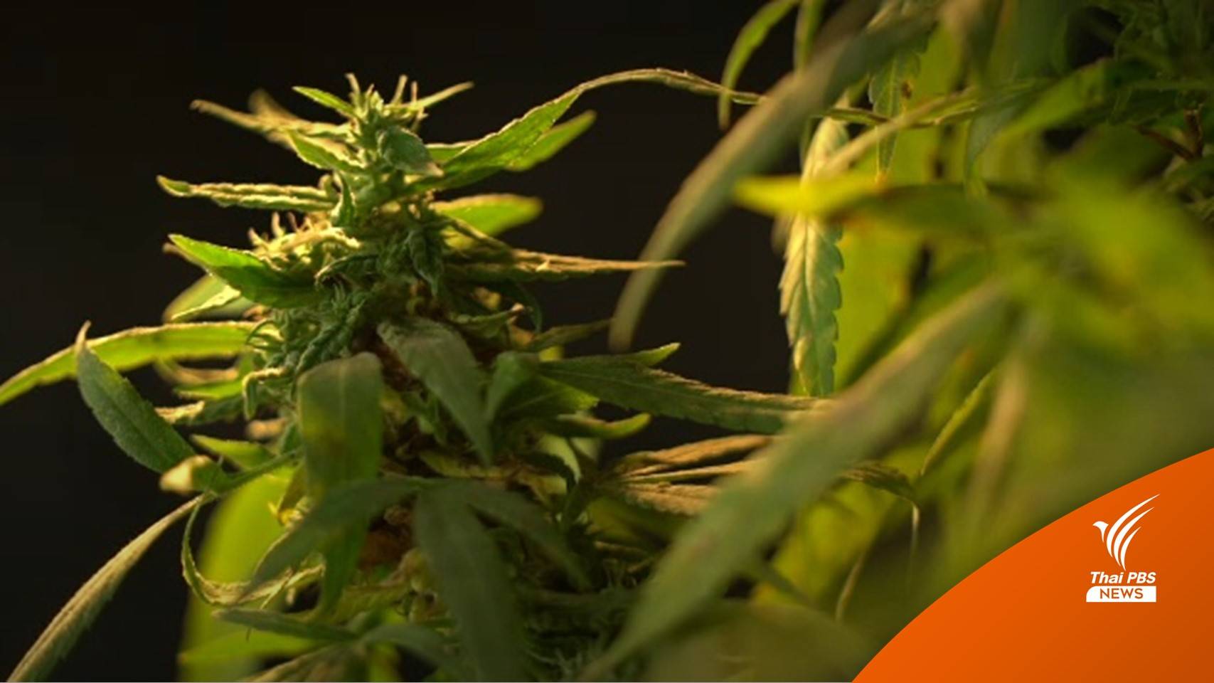 ลงทะเบียน "กัญชา" วันแรก เว็บไซต์ล่ม เปิดช่องทางใหม่เพิ่ม