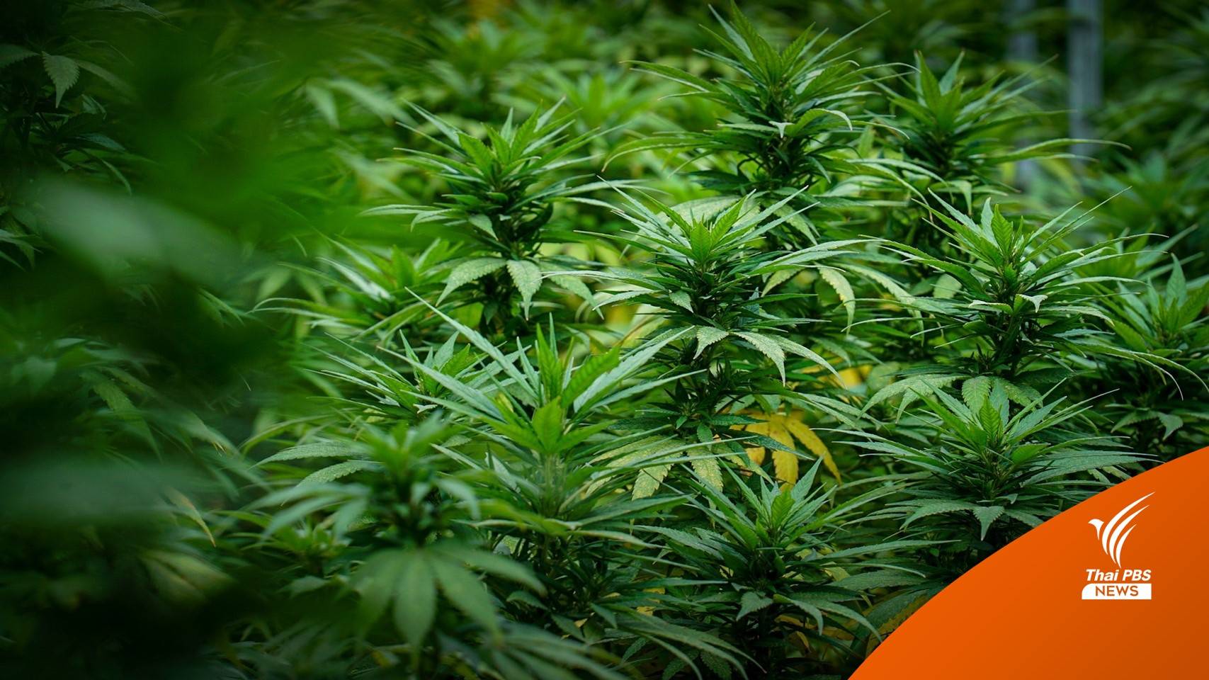 สภาโหวตผ่าน 373 เสียง พ.ร.บ.กัญชา-กัญชงวาระ 1