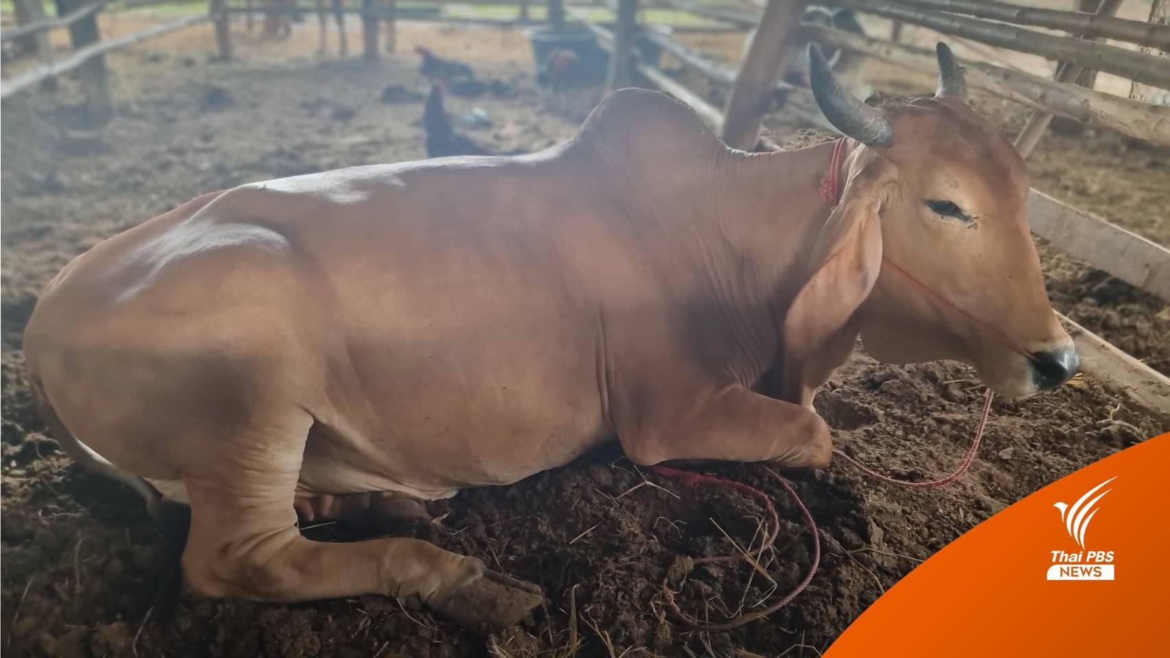 "ปศุสัตว์" ยันคุมโรคลัมปี สกินระบาดพื้นที่ชัยภูมิในวงจำกัด