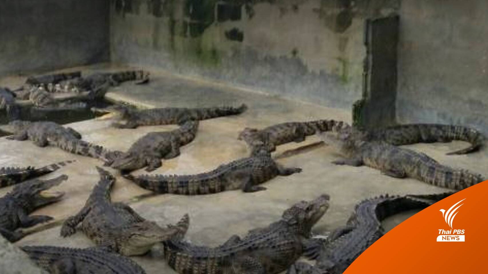ครม.เห็นชอบหลักการปรับลดบัญชี “จระเข้น้ำจืดพันธุ์ไทย”