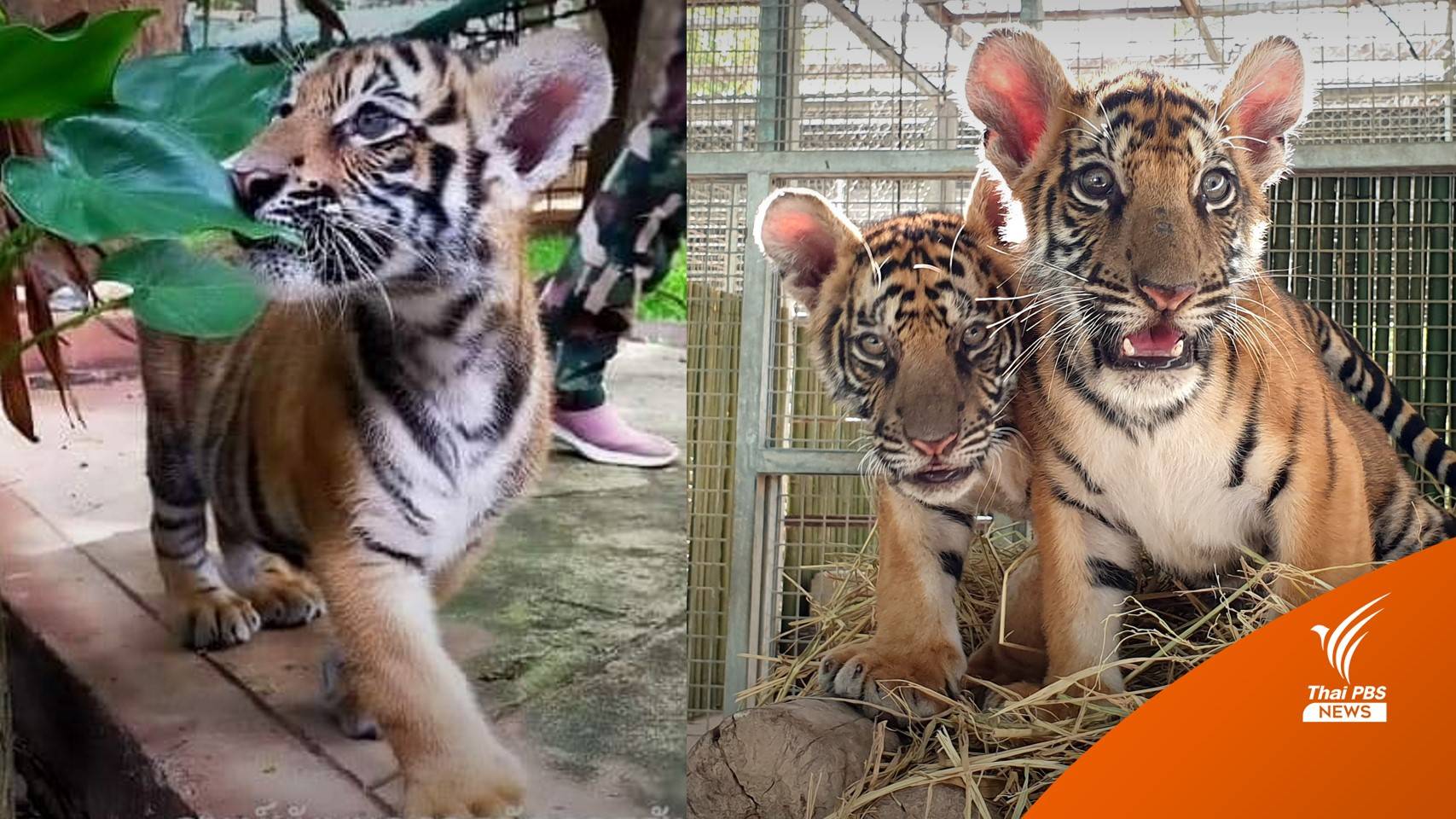 ผล DNA ชี้ชัดเสือโคร่งของกลาง 3 ตัว ไม่ได้มาจากป่าไทย