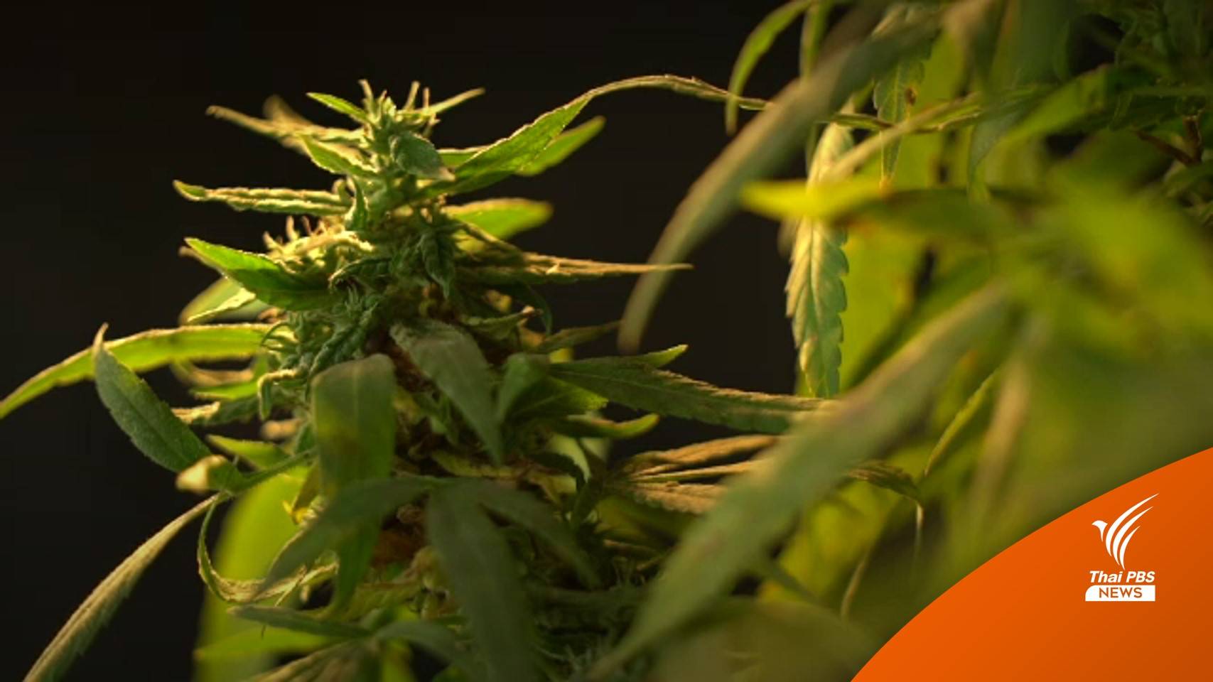 อย.คุมเข้มผลิตภัณฑ์อาหารผสมกัญชา-จดแจ้งปลูกแล้ว 6.7 แสนคน