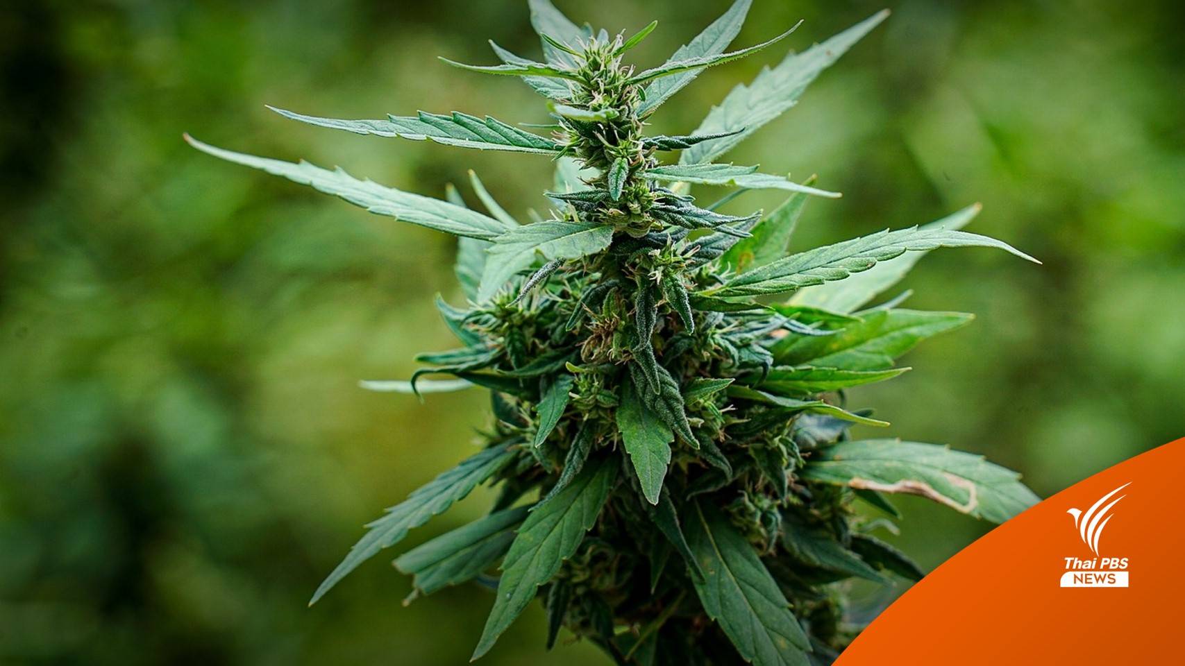 ชงประกาศ "กัญชา" สมุนไพรควบคุม จำกัดครอบครองช่อดอก