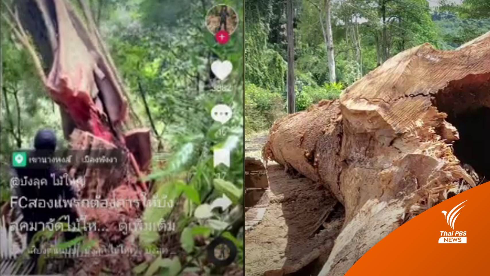 จับหนุ่มโค่น "ไม้หวงห้าม" ป่าสงวนแห่งชาติโชว์ลง TikTok