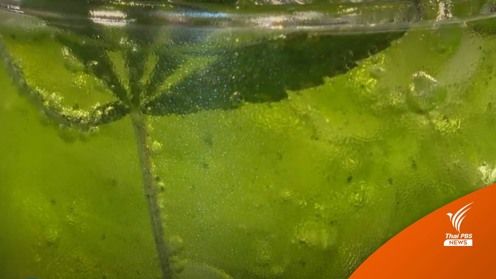 พบ 9 คนป่วย "กัญชา" กลุ่มอยากทดลอง กินส้มตำ-กาแฟ