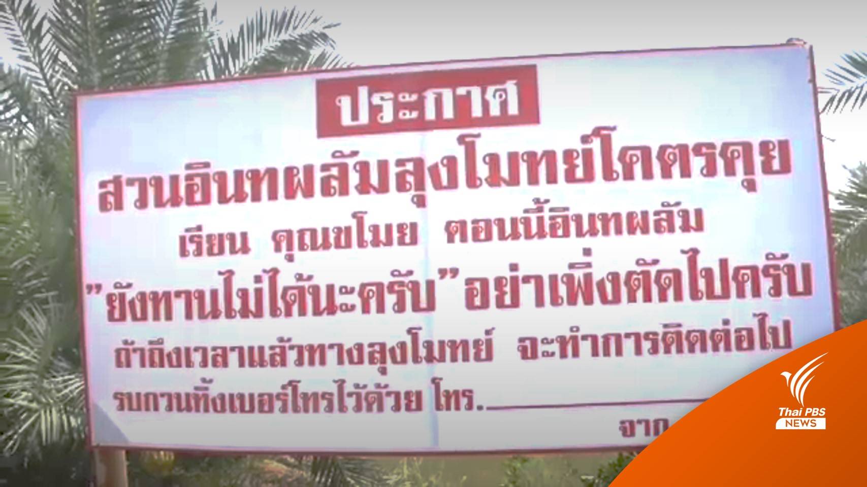 "สวนอินทผลัม" ขึ้นป้ายแจ้งขโมยทิ้งเบอร์ไว้ สุกแล้วจะโทรไปบอก