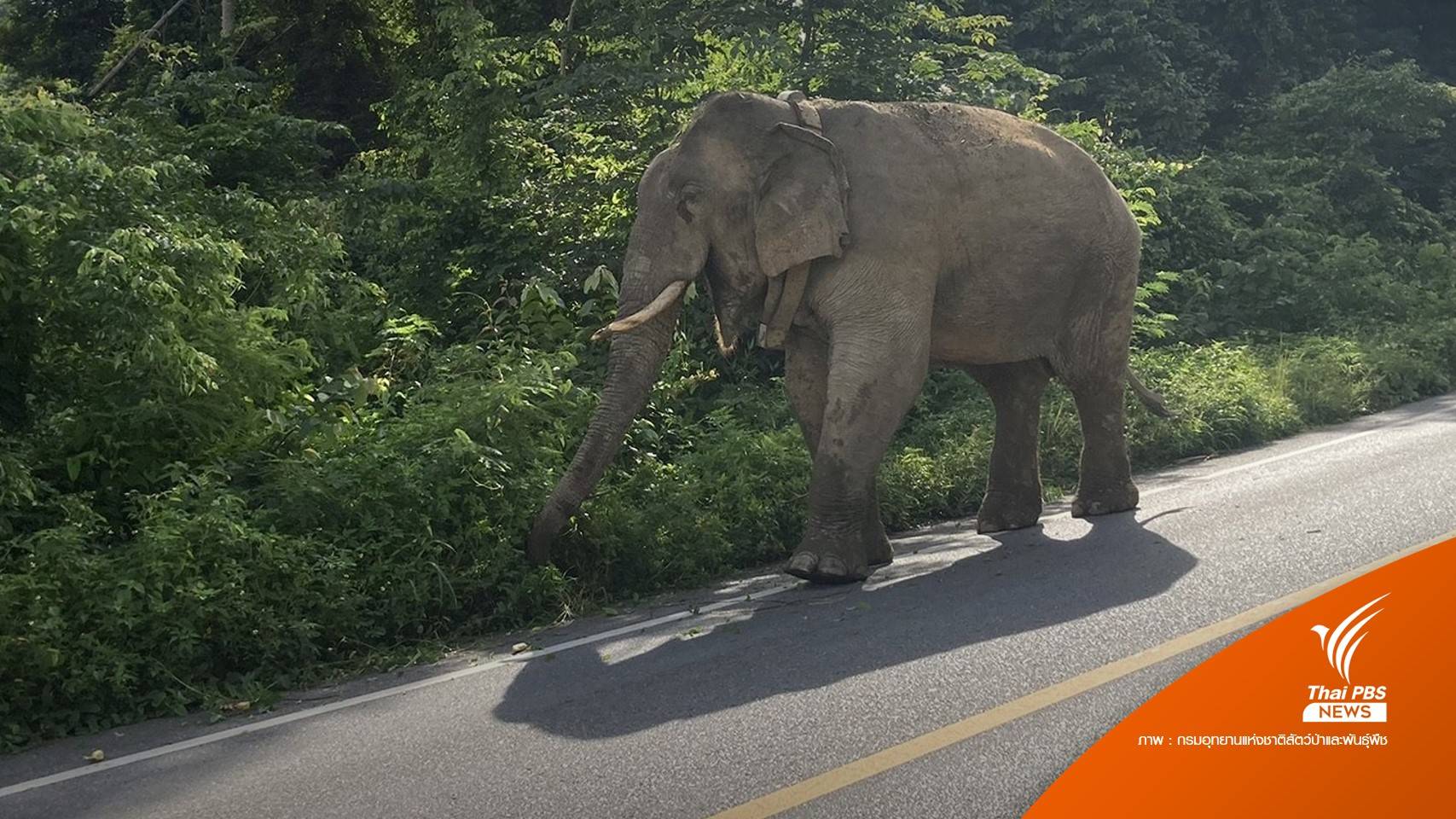 รักษาอาการบาดเจ็บ "พลายบุญช่วย" คาดถูกรถเฉี่ยว