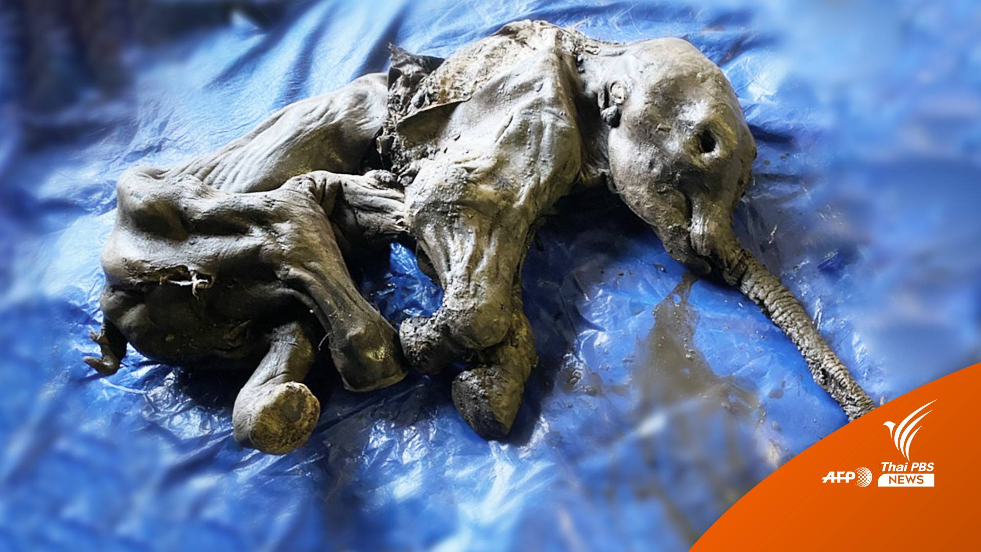 ตื่นเต้น! พบ Nun cho ga "มัมมี่แมมมอธ" อายุ 3 หมื่นปีในแคนาดา