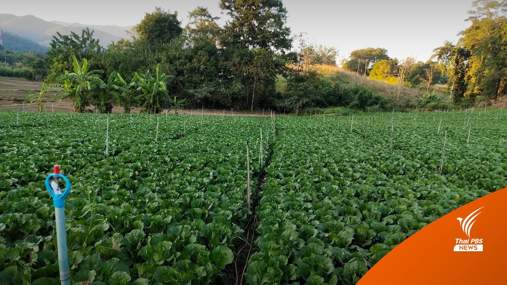 ชาวสวนโอดตั้งแต่ผักจีนเข้าไทย ราคาผักไทยยิ่งตกหนัก