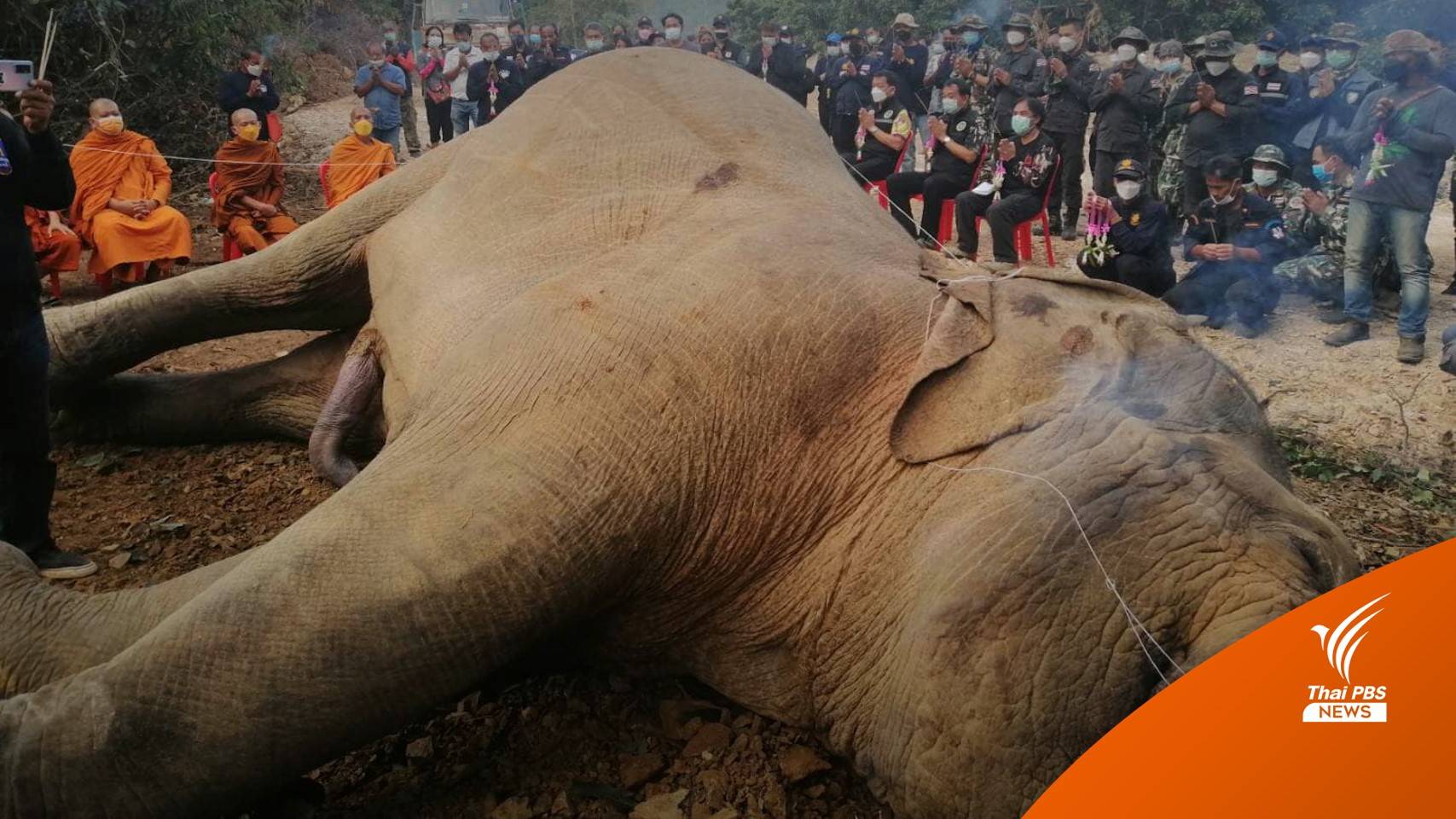 ฝังแล้ว ช้างป่า "พลายสีดอแดง" ถูกรั้วไฟฟ้าช็อต