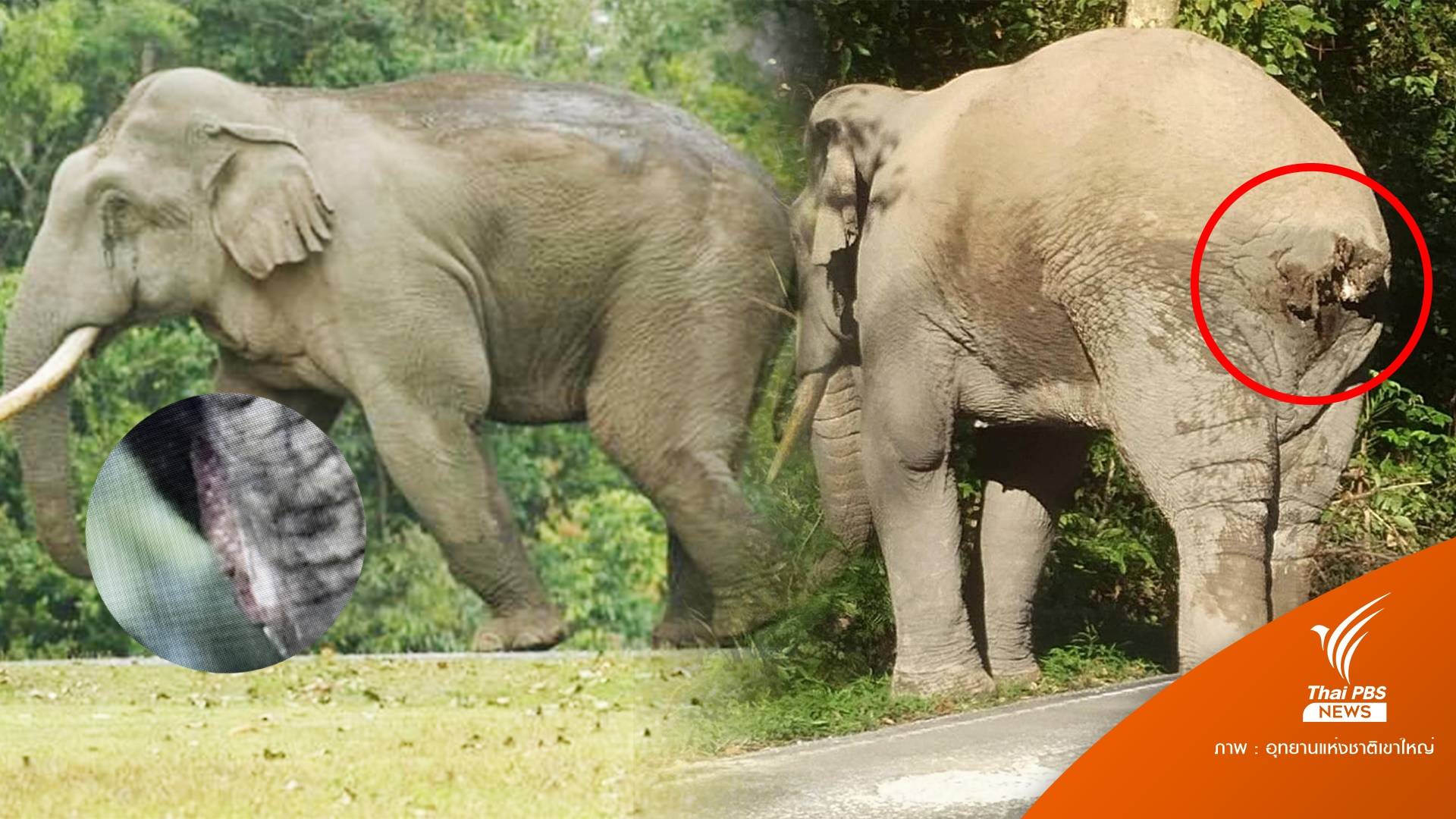 3 ช้างเขาใหญ่เปิดสังเวียน งาเบี่ยงเล็กหางขาด-พี่ดื้อ-งาอ้วนเล็กเจ็บ